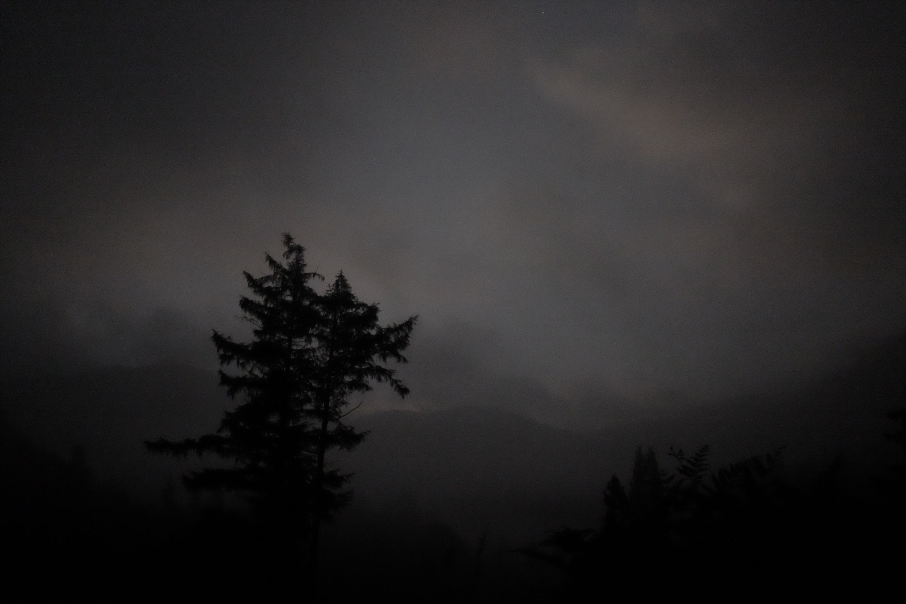 A pine tree against white clouds in the darkness.