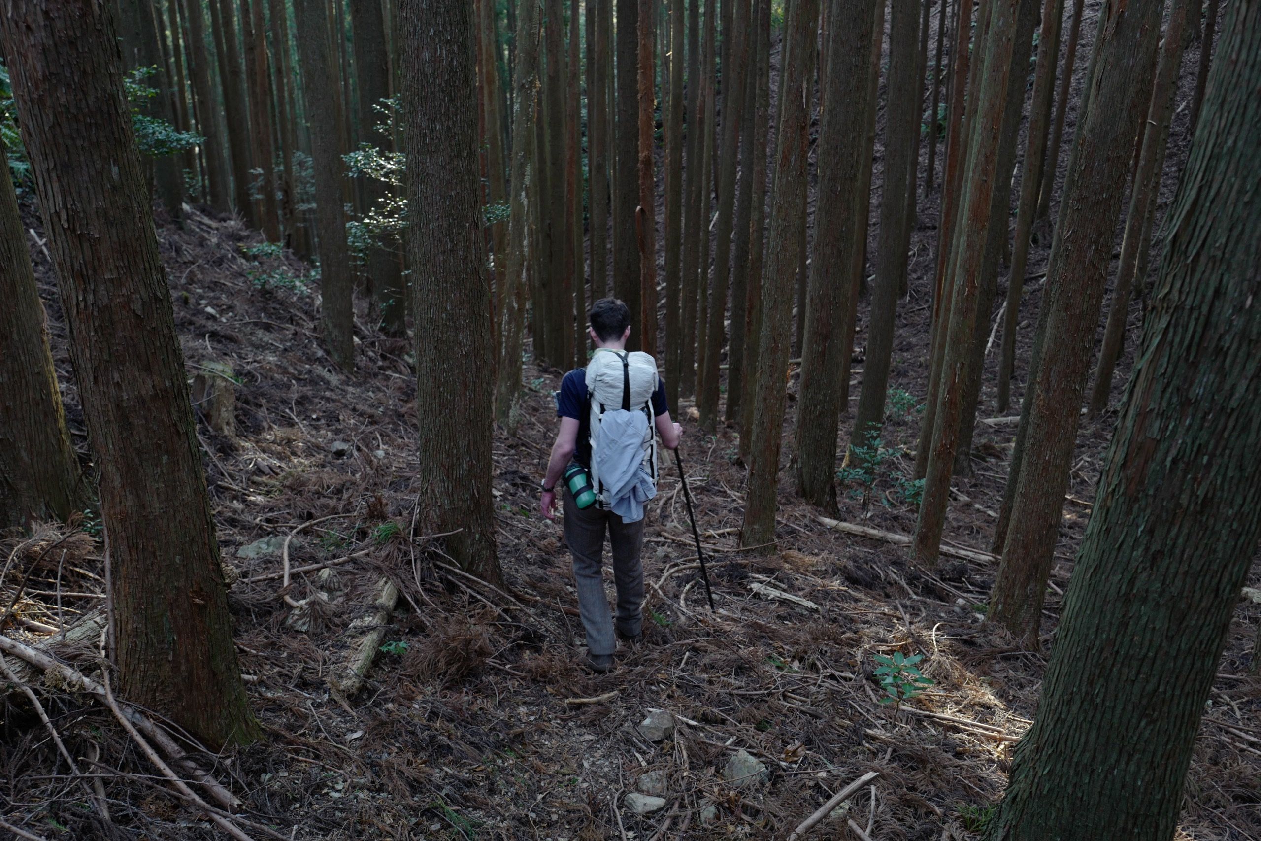 Another man, the author, walks in a dense cedar forest.