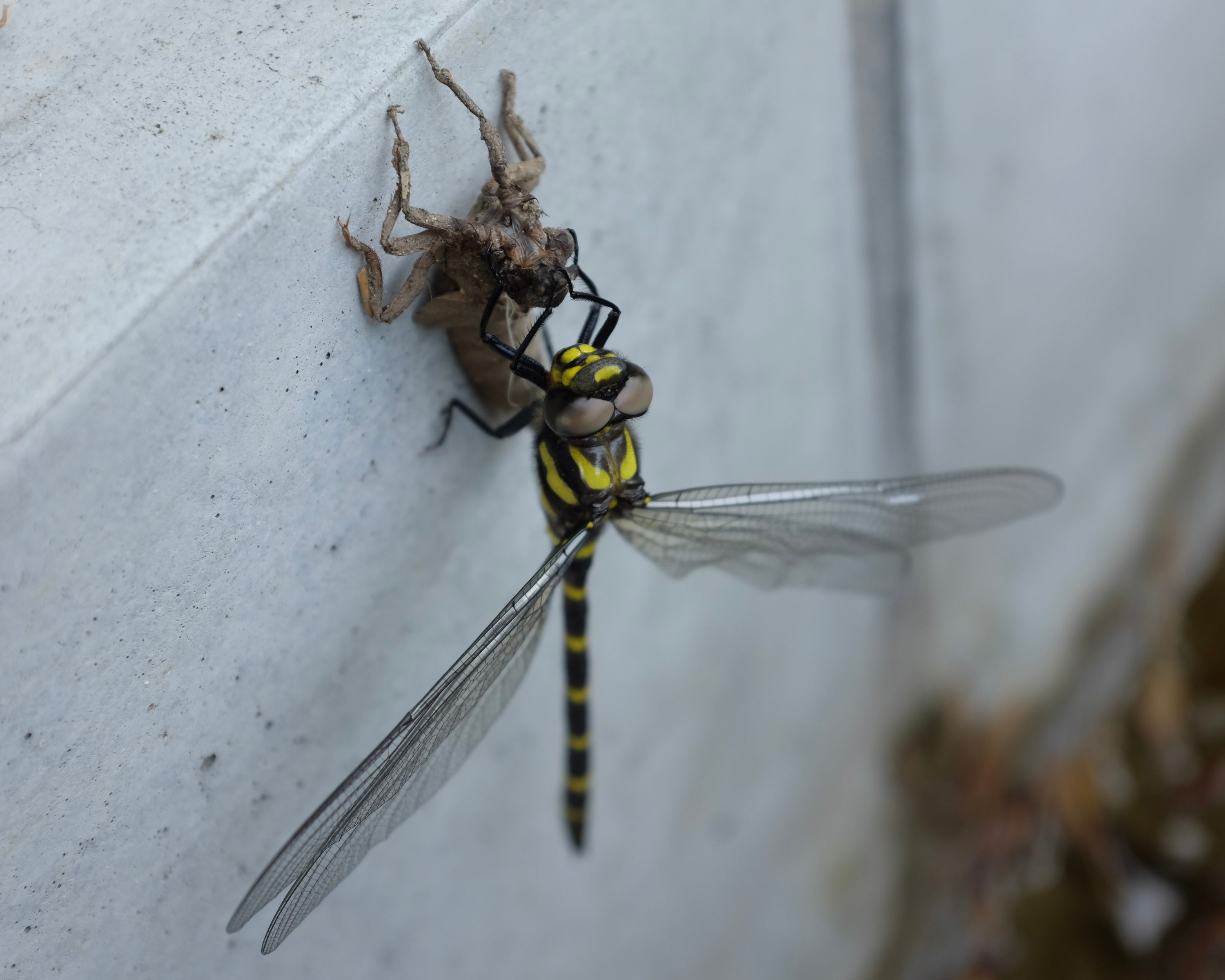 A yellow dragonfly emerges from its nymph.