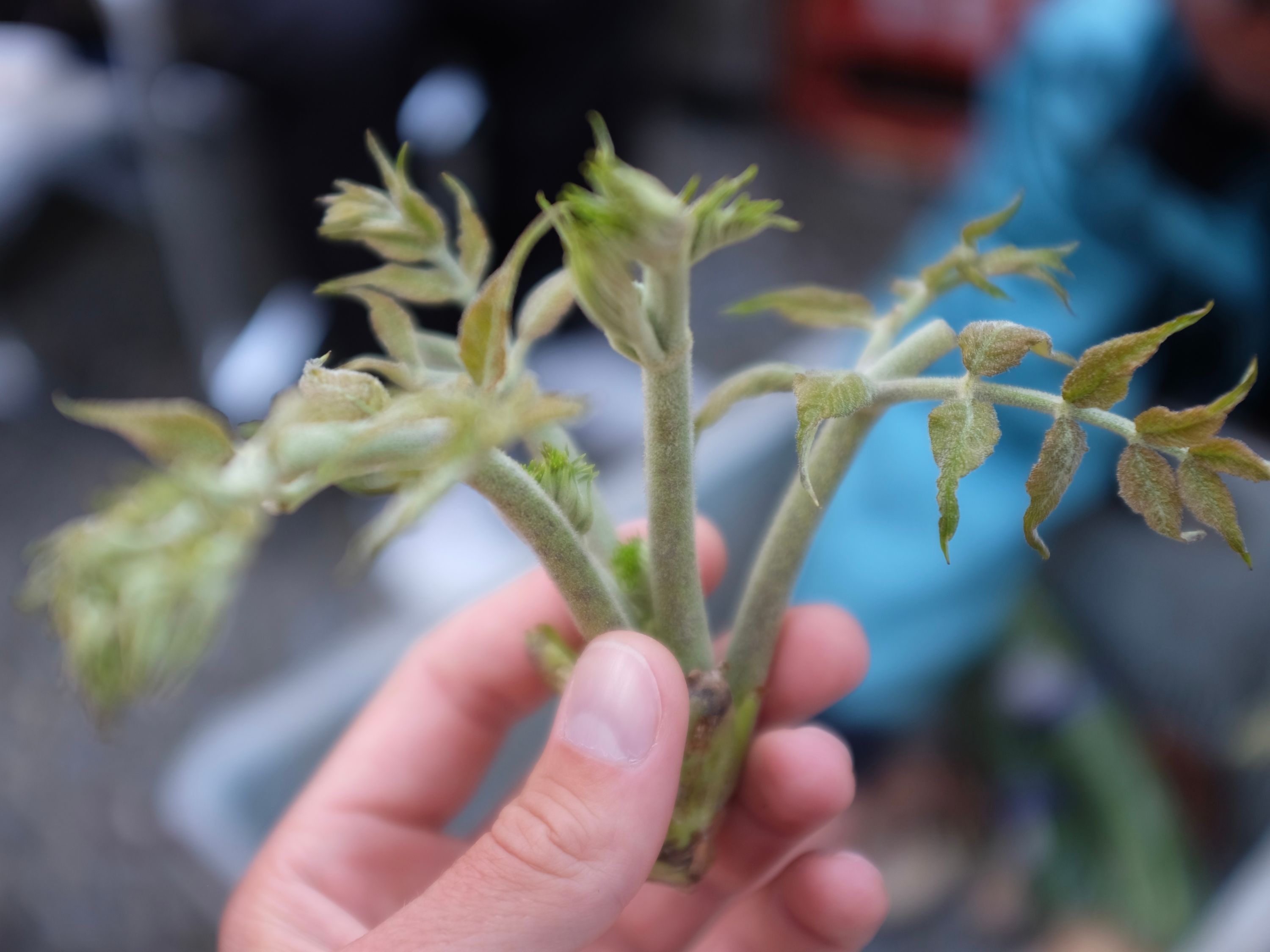 The author holds one of the plants.