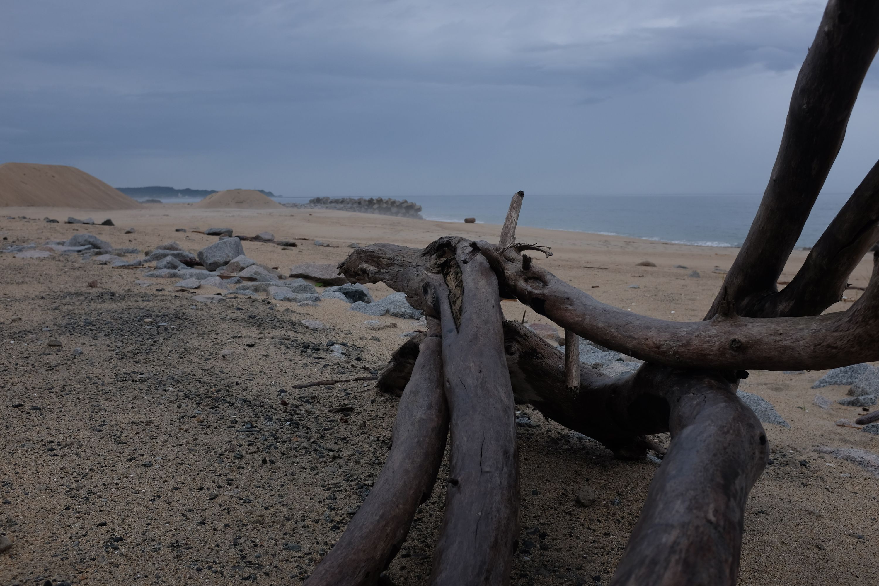 Driftwood on the beach.