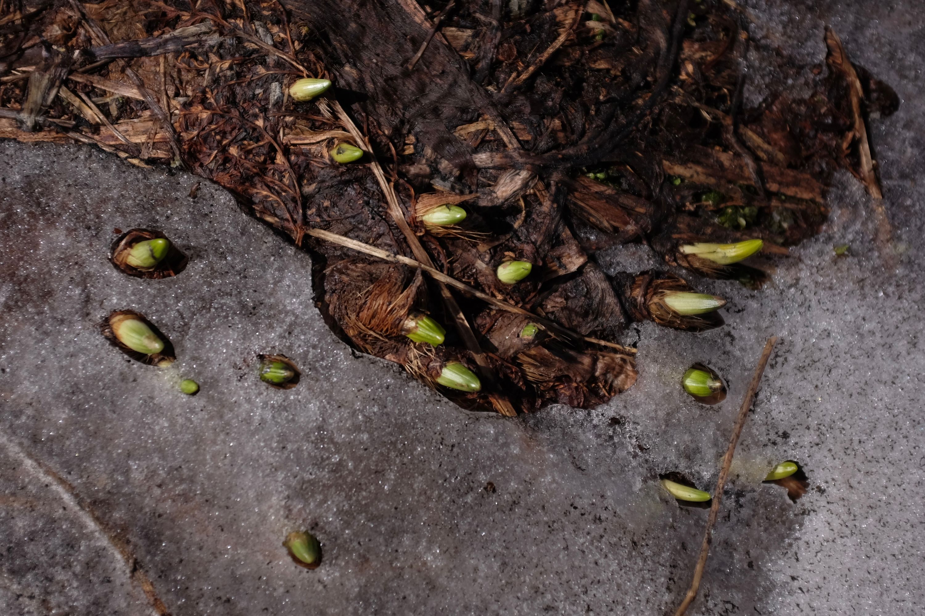 The shoots of a plant breaking through the ice.