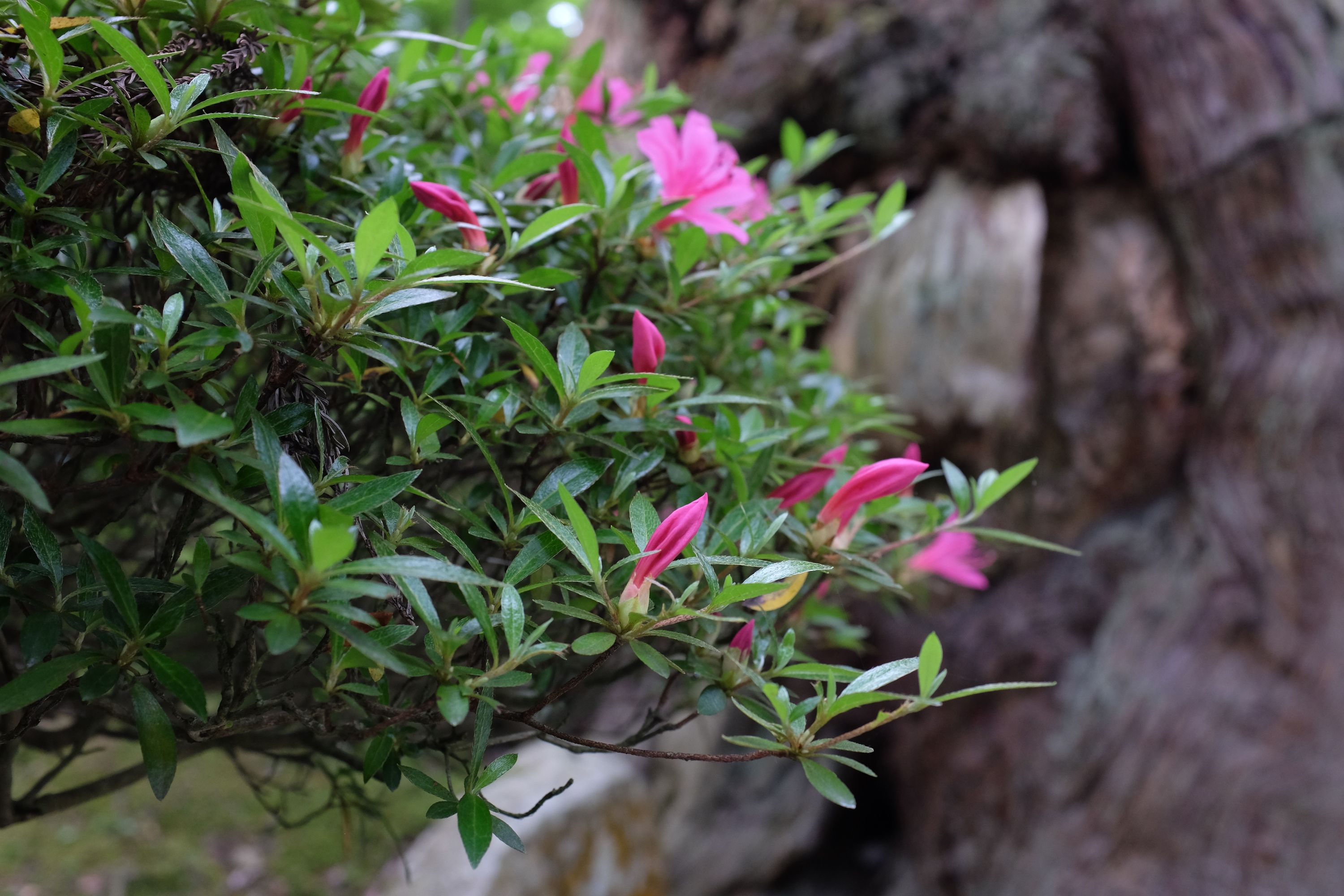 Pink azaleas in bloom.