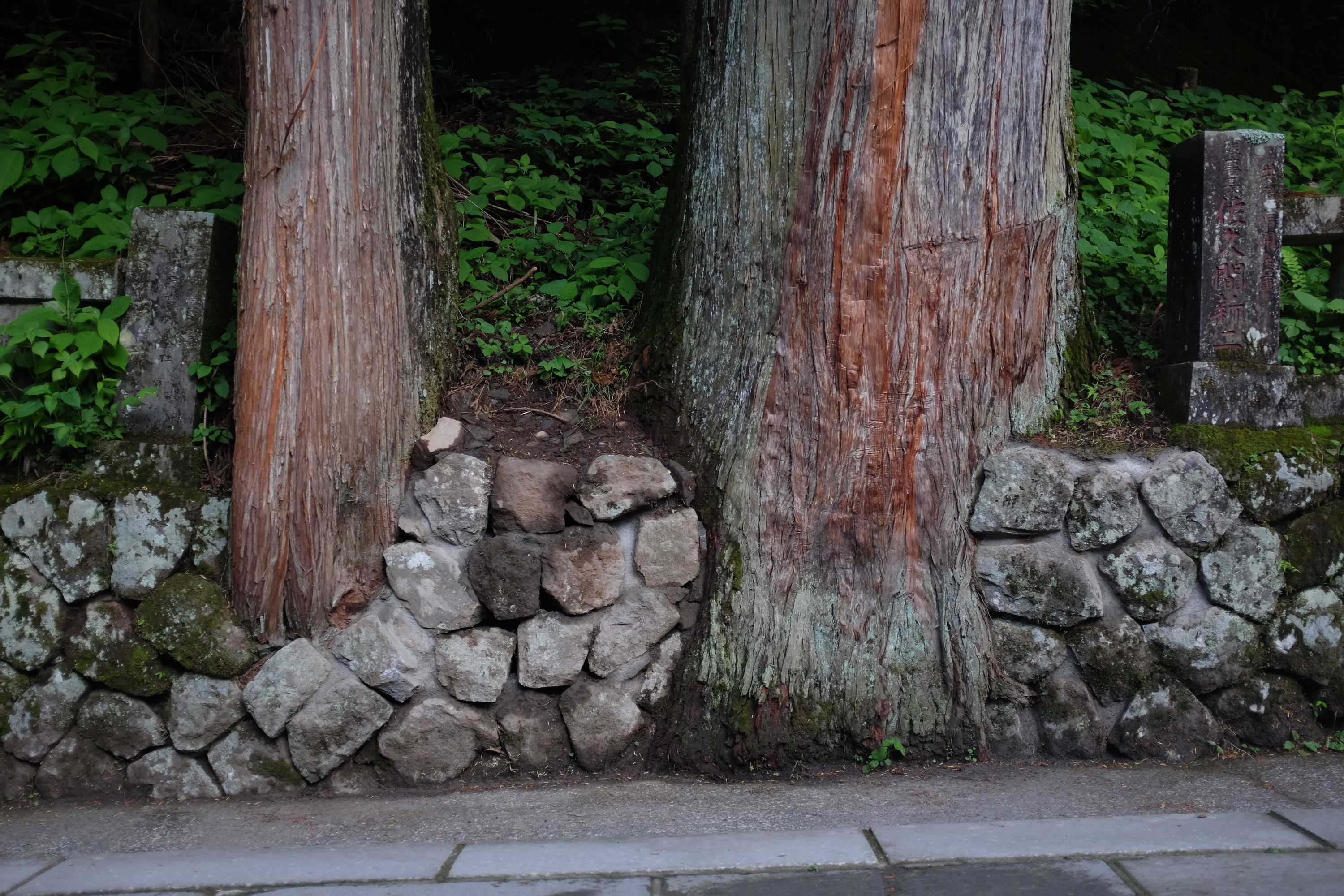 The trunks of two living cedars built into a rock wall.