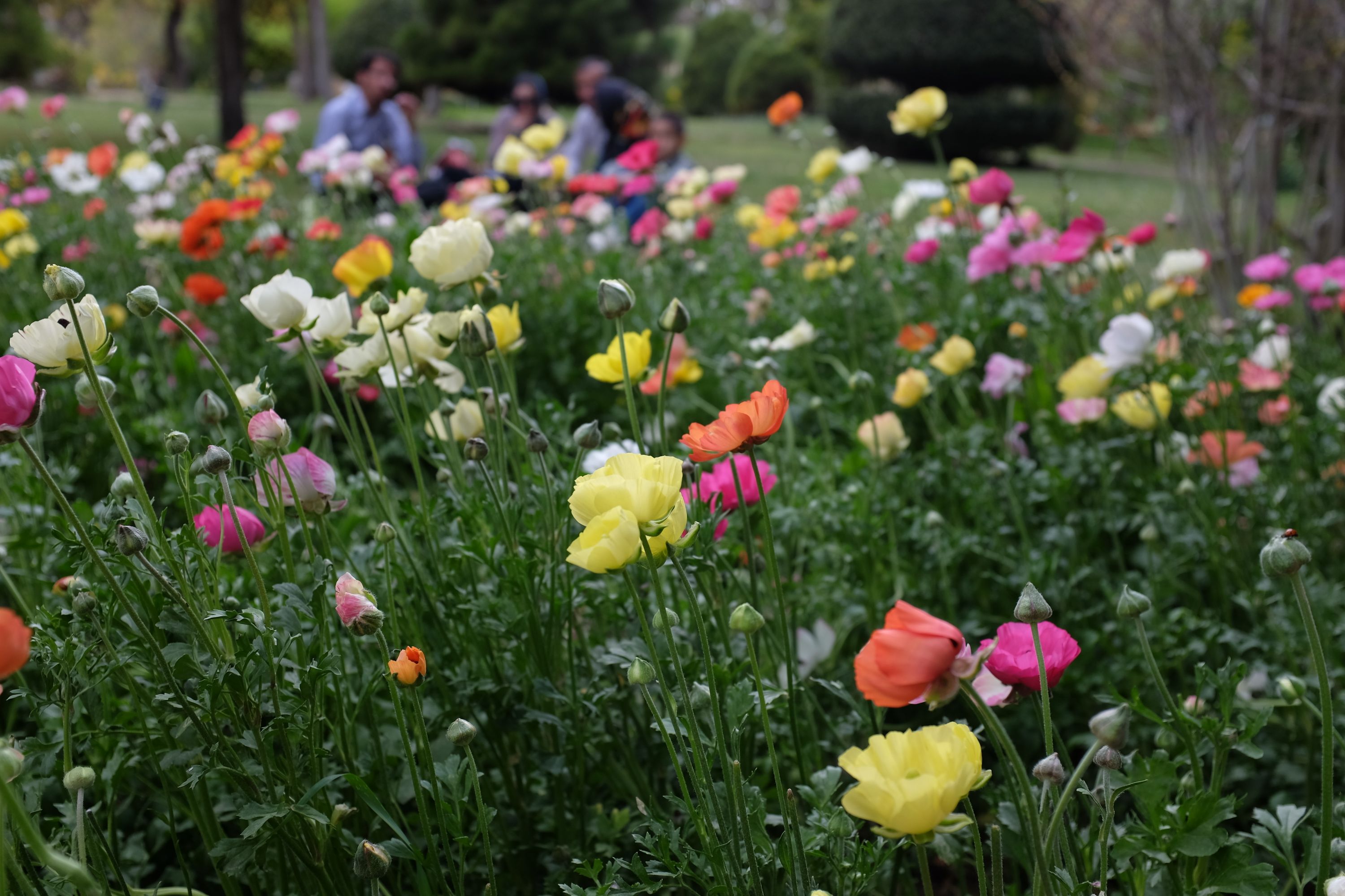 Closeup of even more colorful flowers.