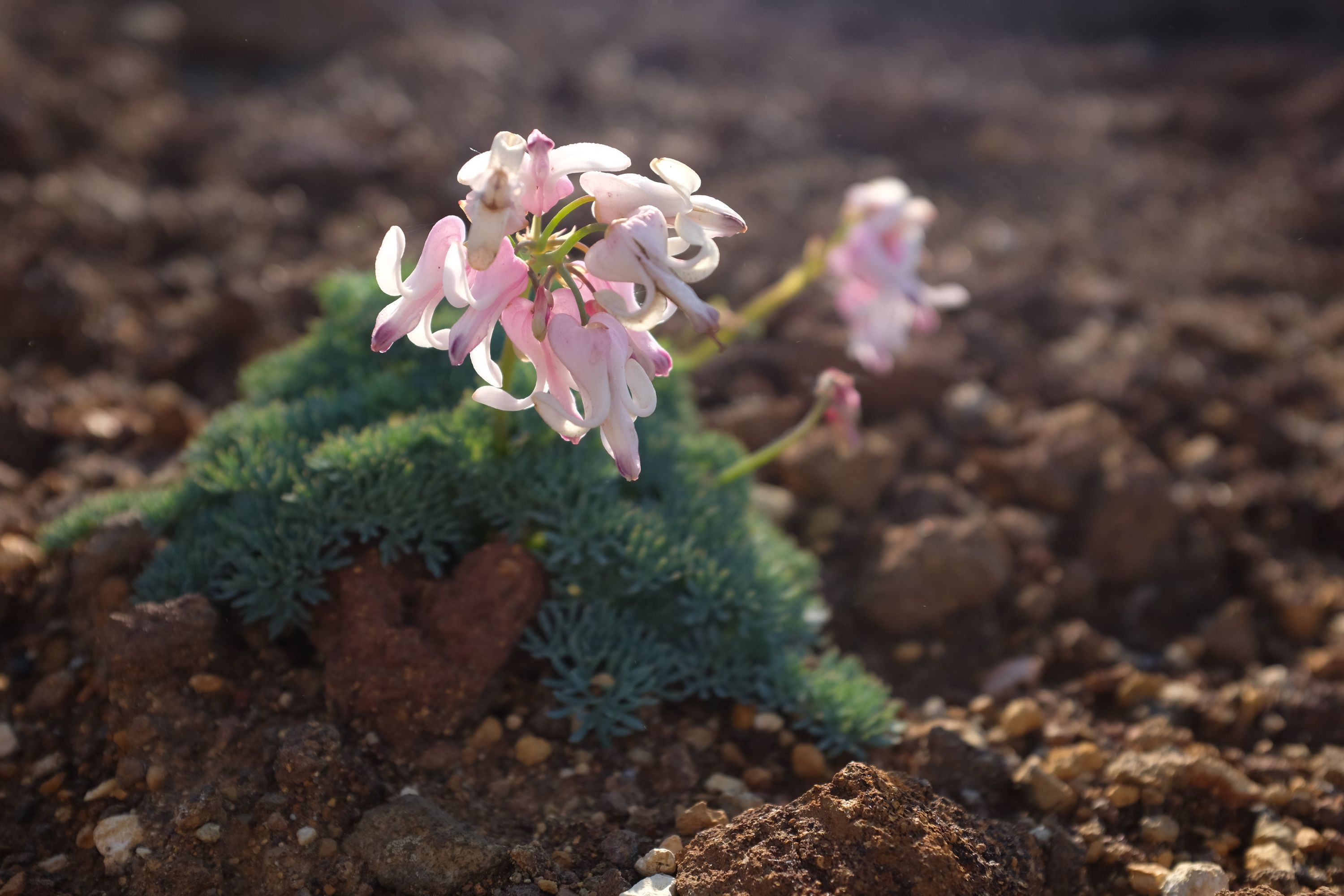 Another of the flowers on the same scree slope.