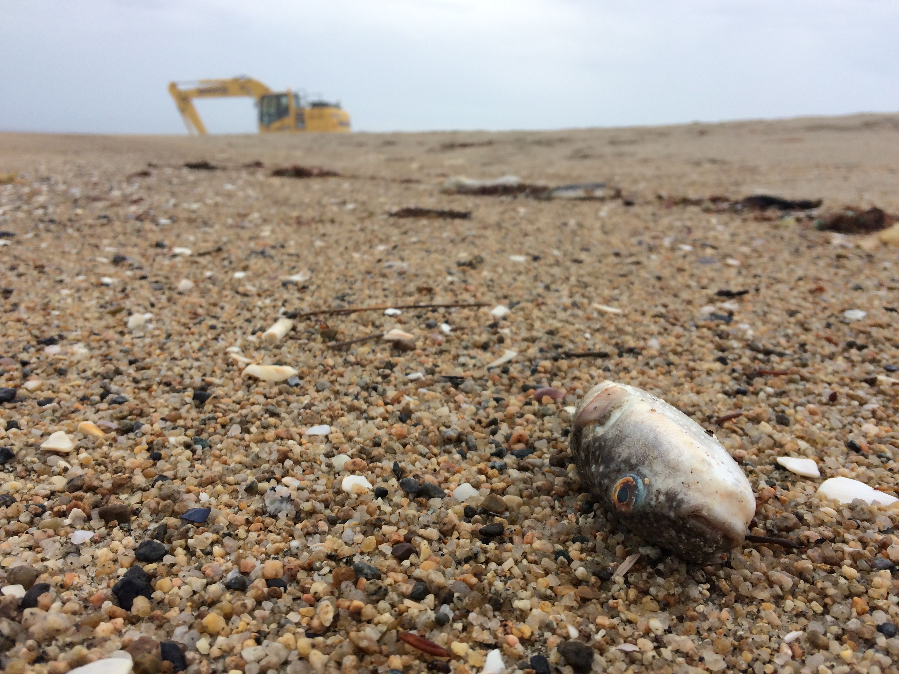 A dead pufferfish on a beach with the yellow excavator in the background.