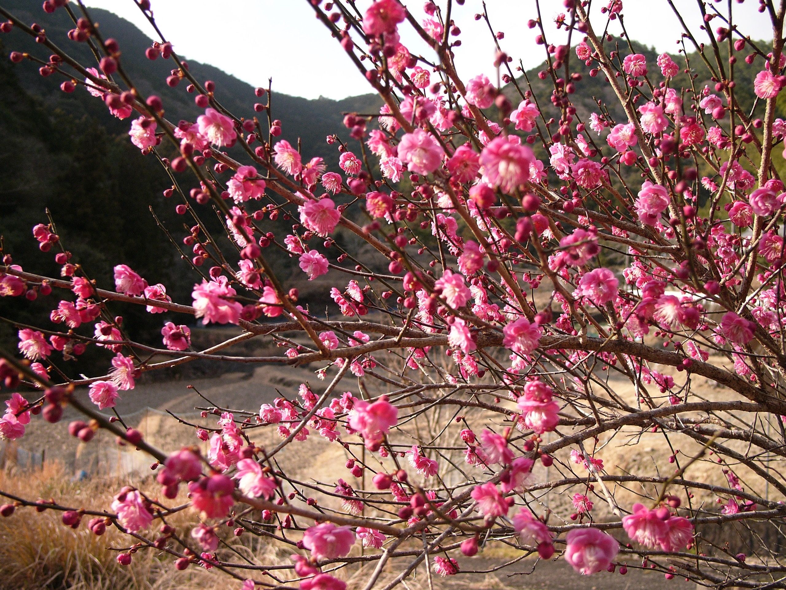 A pink plum tree in full bloom.