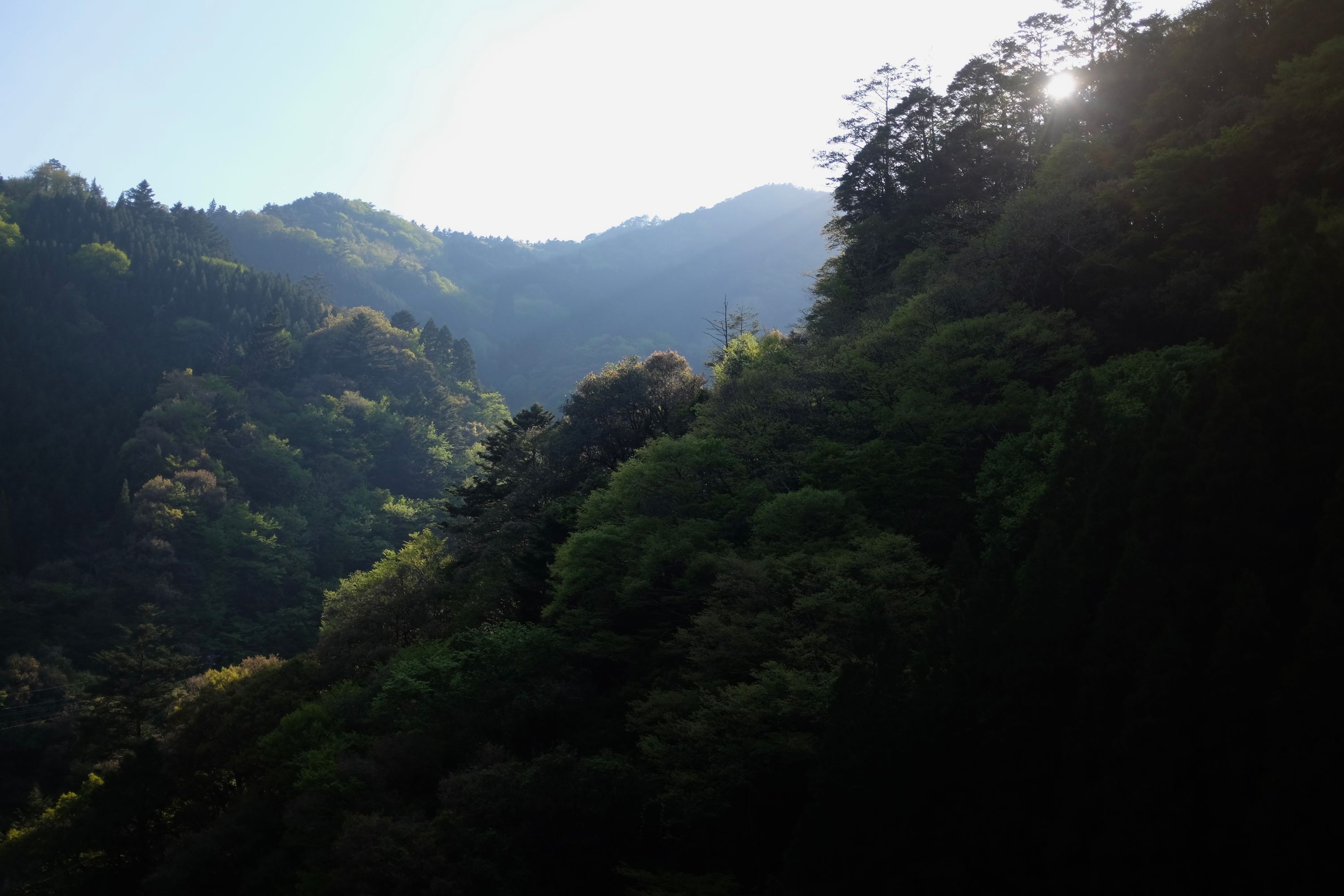 Looking out on a forested hillside in the late afternoon light.