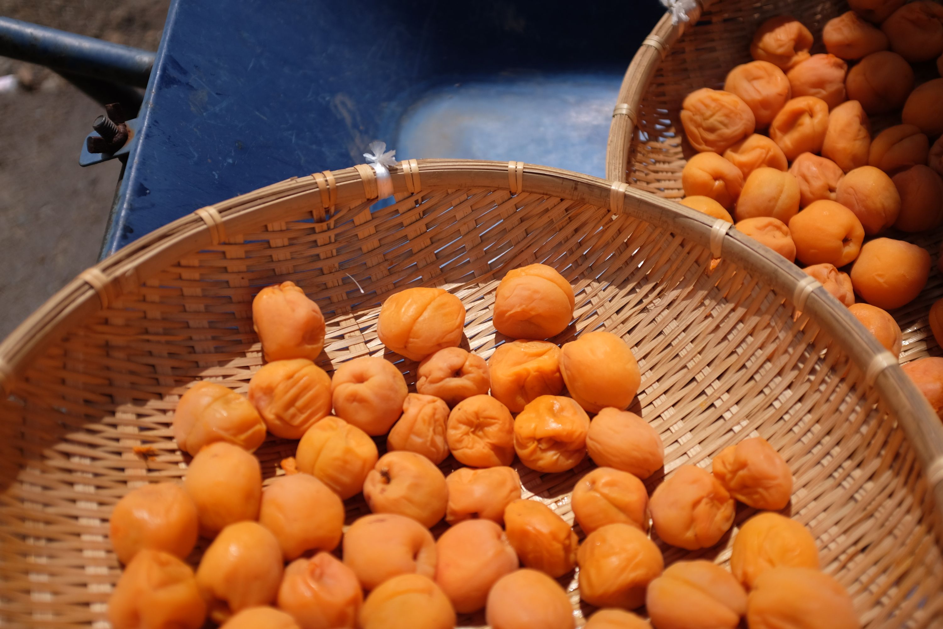 Orange plums drying in two woven baskets.