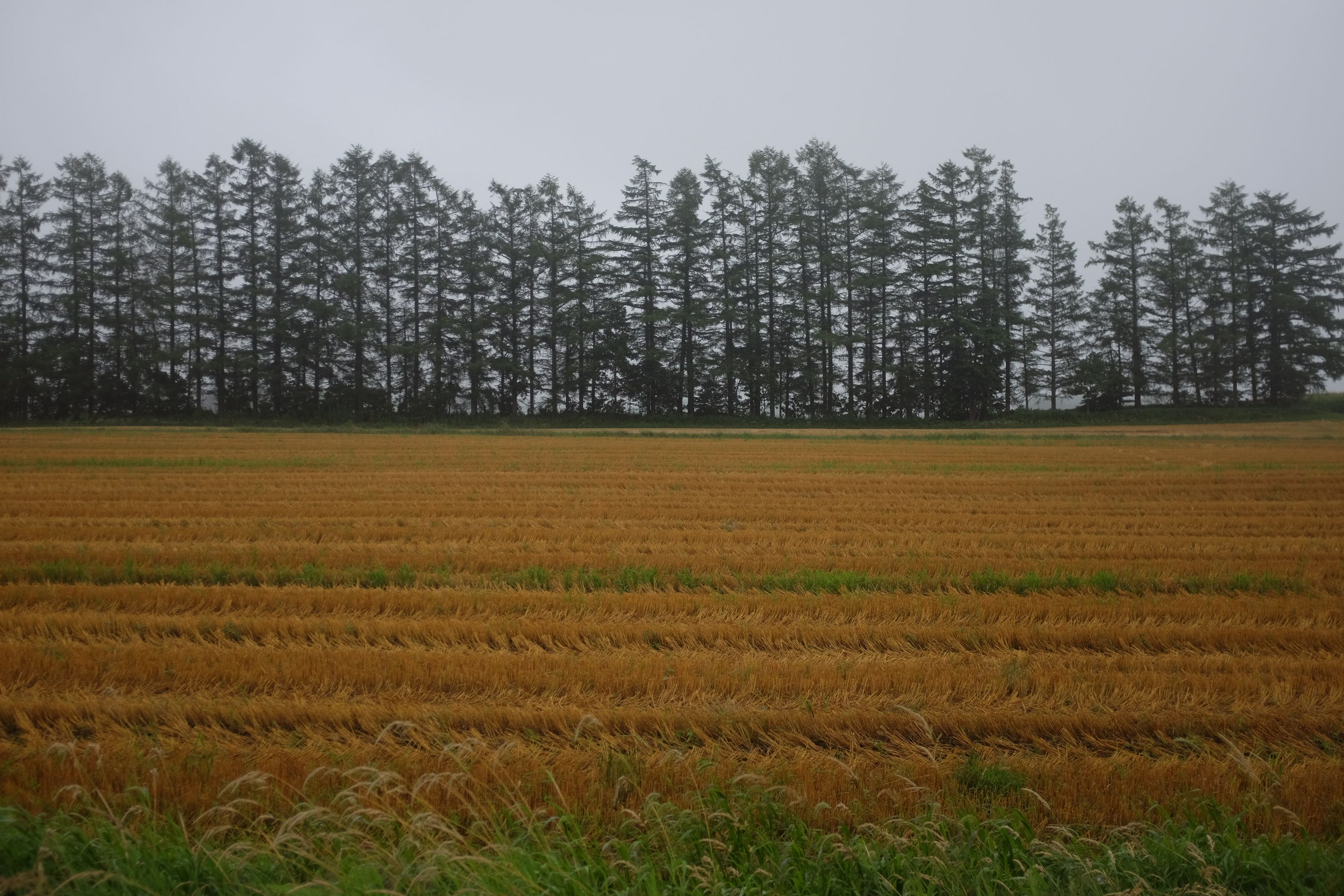 A line of firs behind a wheat field.