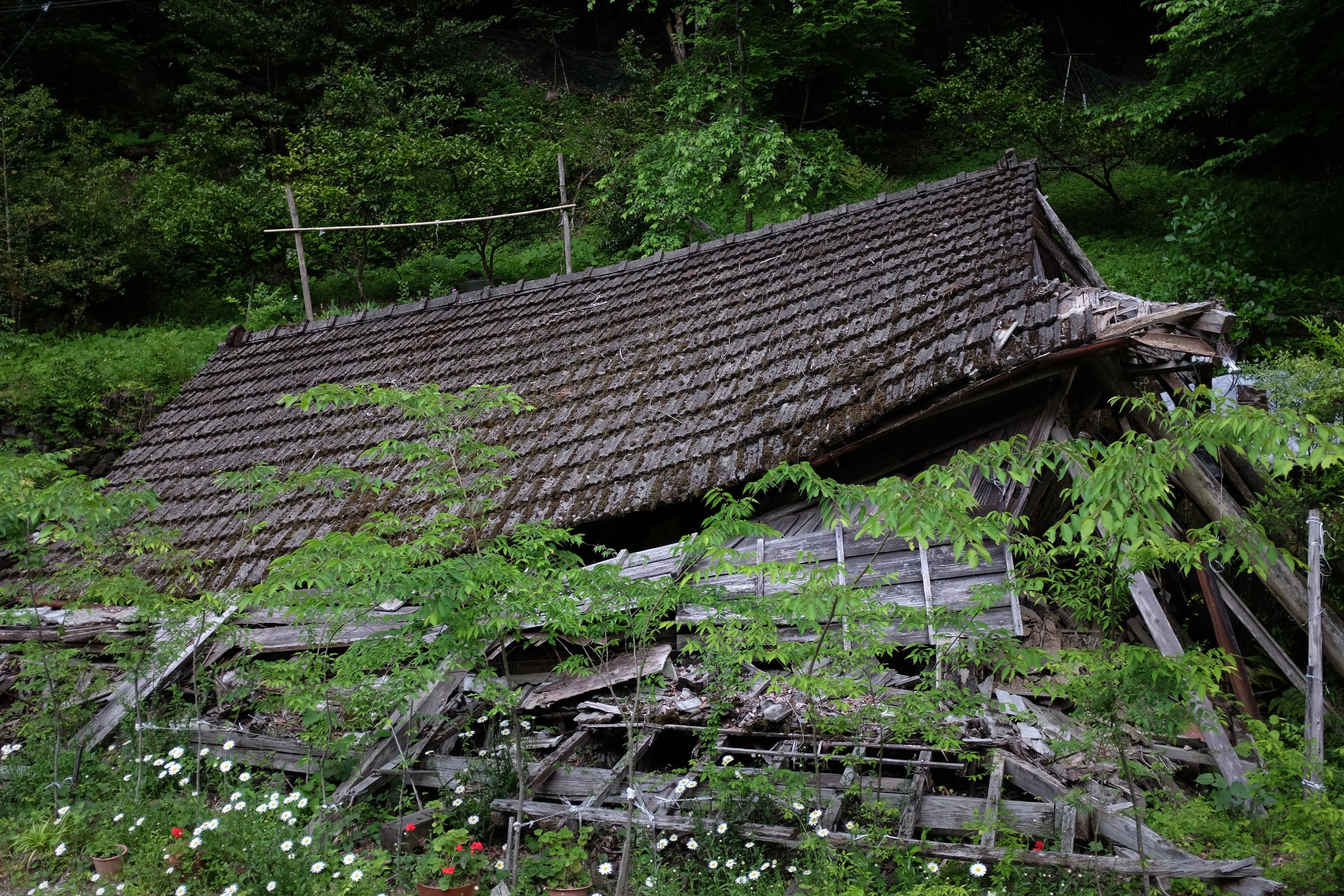 A collapsed Japanese house at the edge of the forest, surrounded on all sides by flowers and saplings.