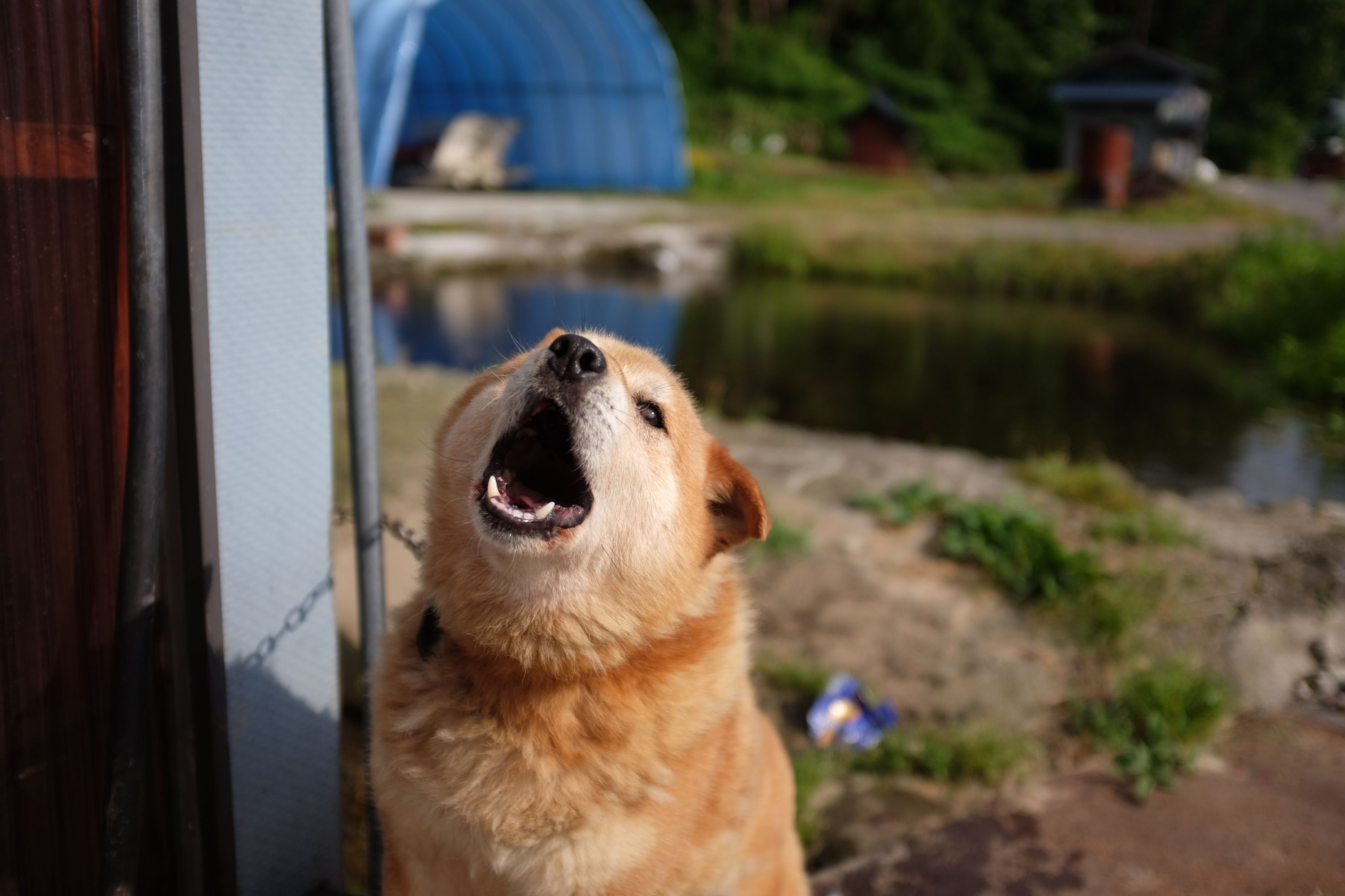 An Akita dog barking into the camera.