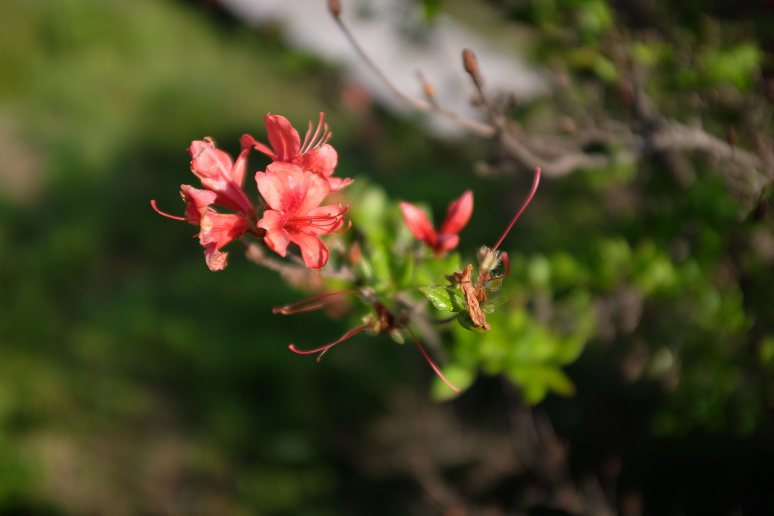 Closeup of pink-orange azalea.