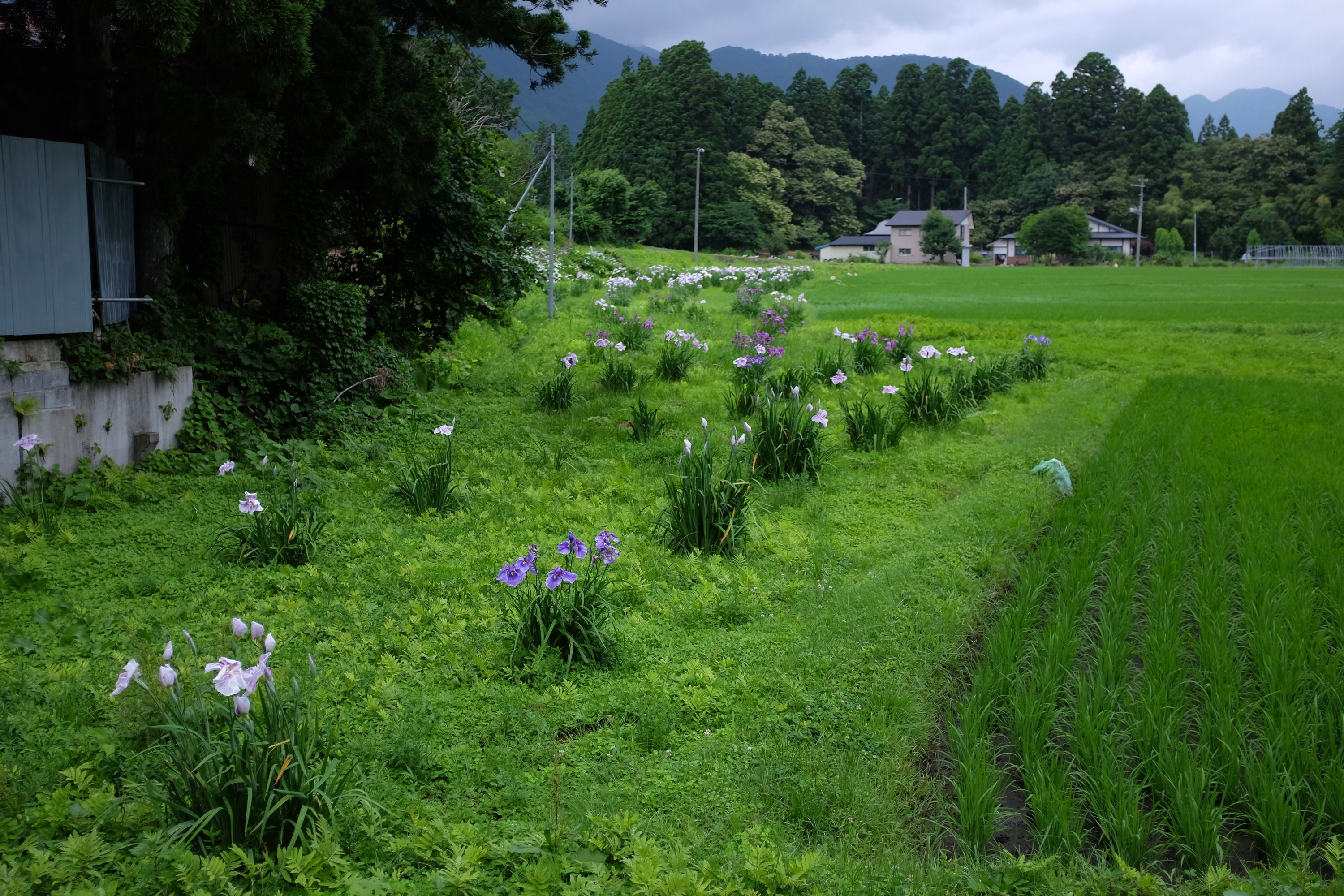 Lilies in bloom next to bright fields of rice.