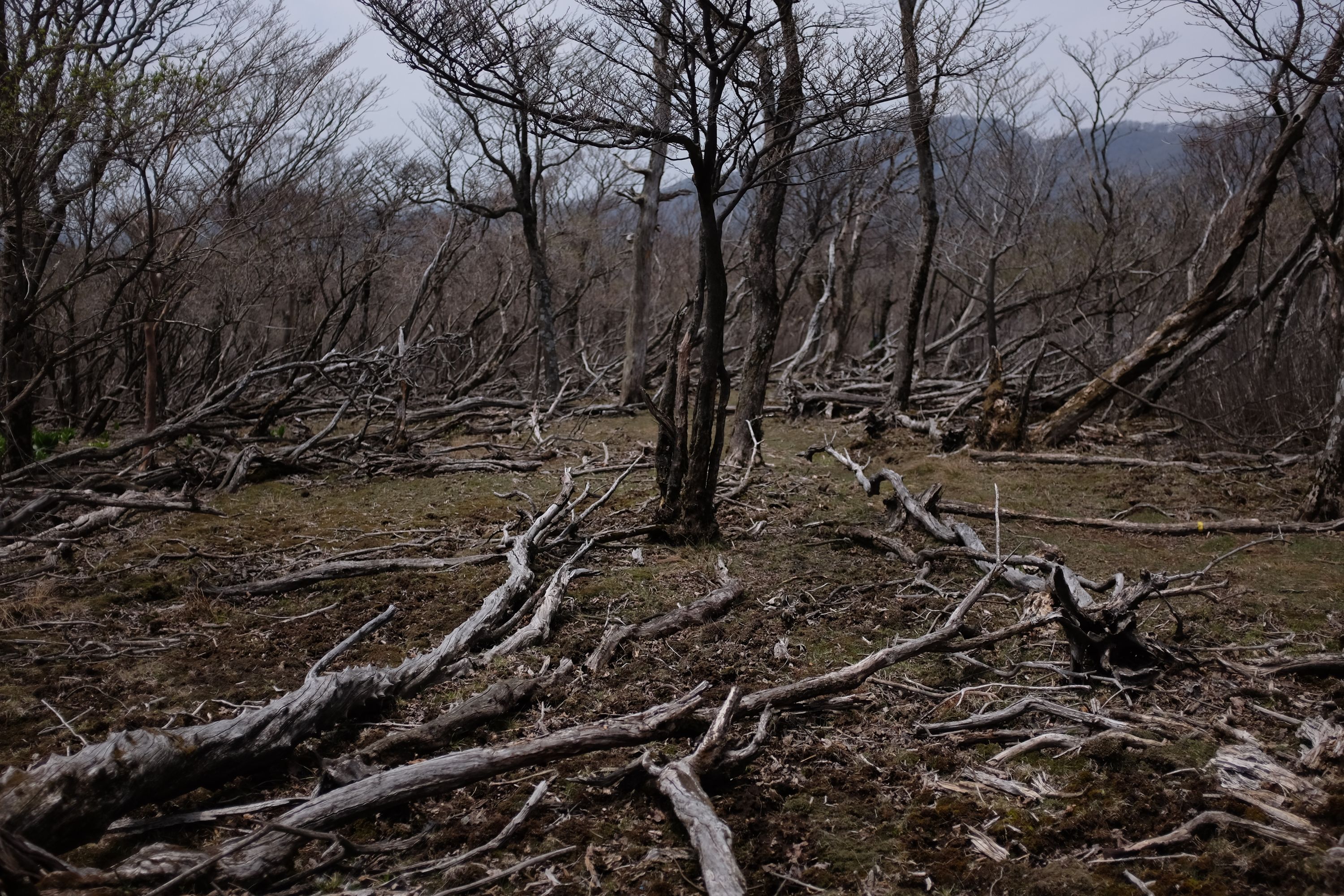 A number of fallen trees in a clearing.