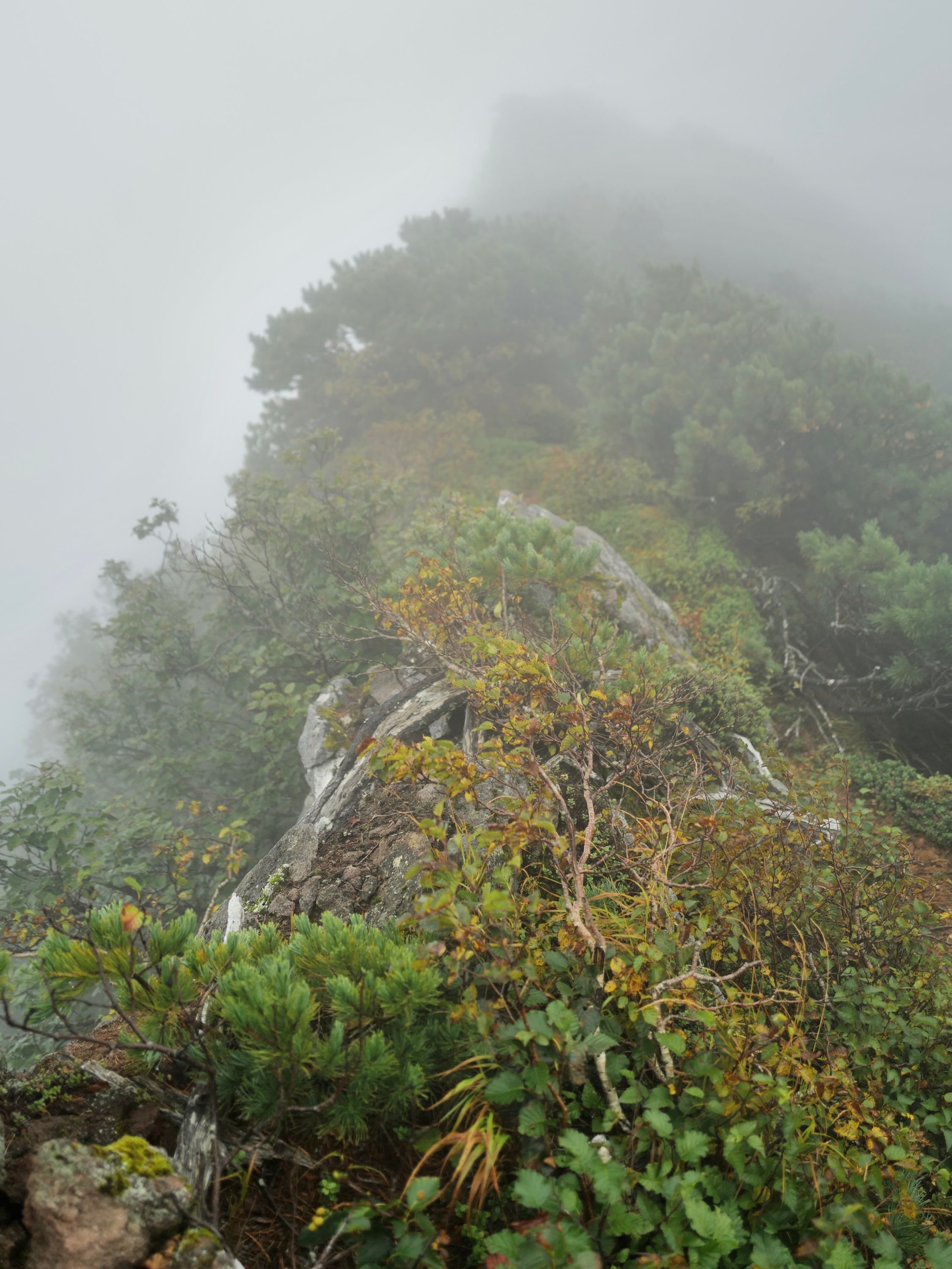 Stunted plants grow on an exposed mountain ridge in the fog