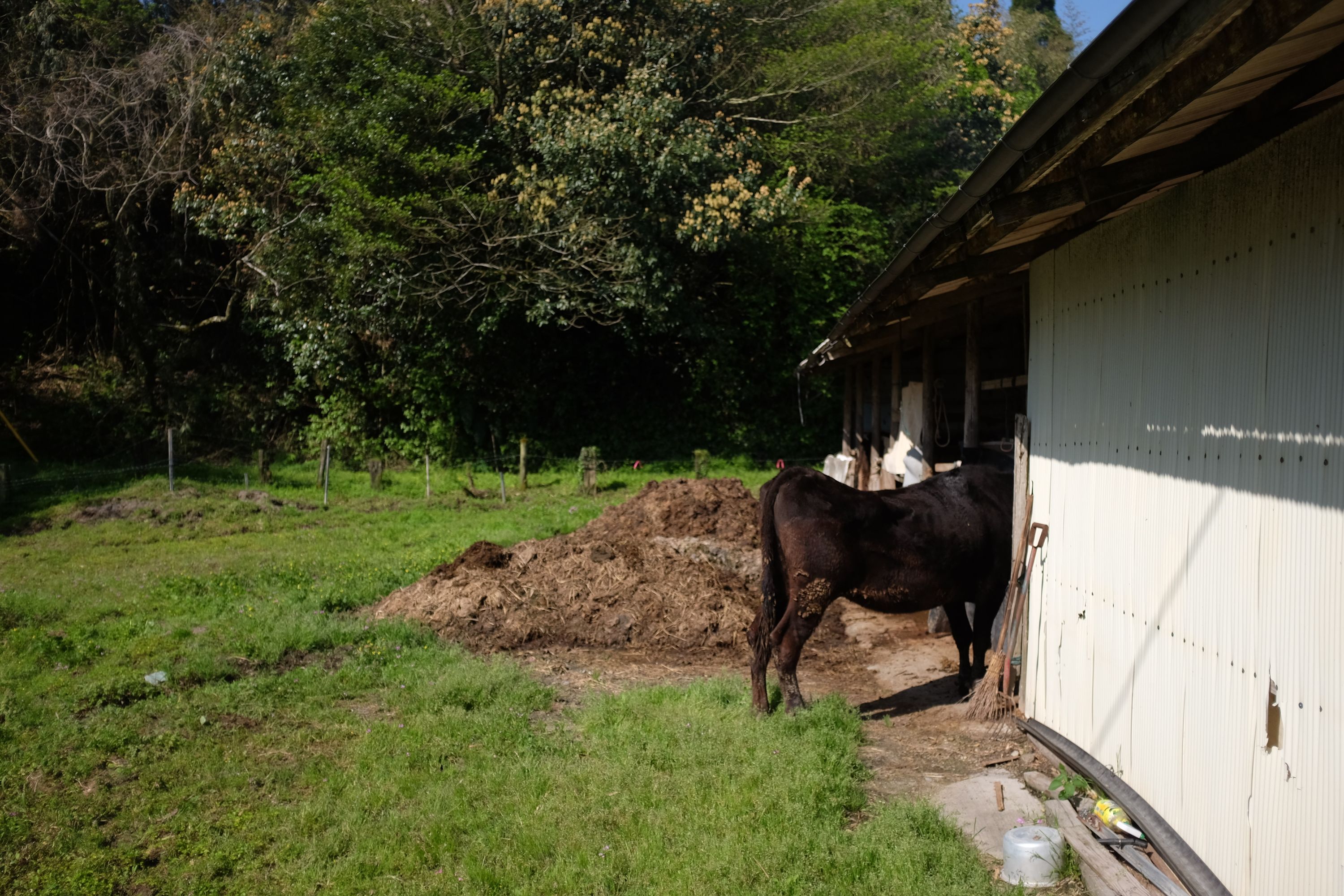 A horse with its head disappearing into a white barn.