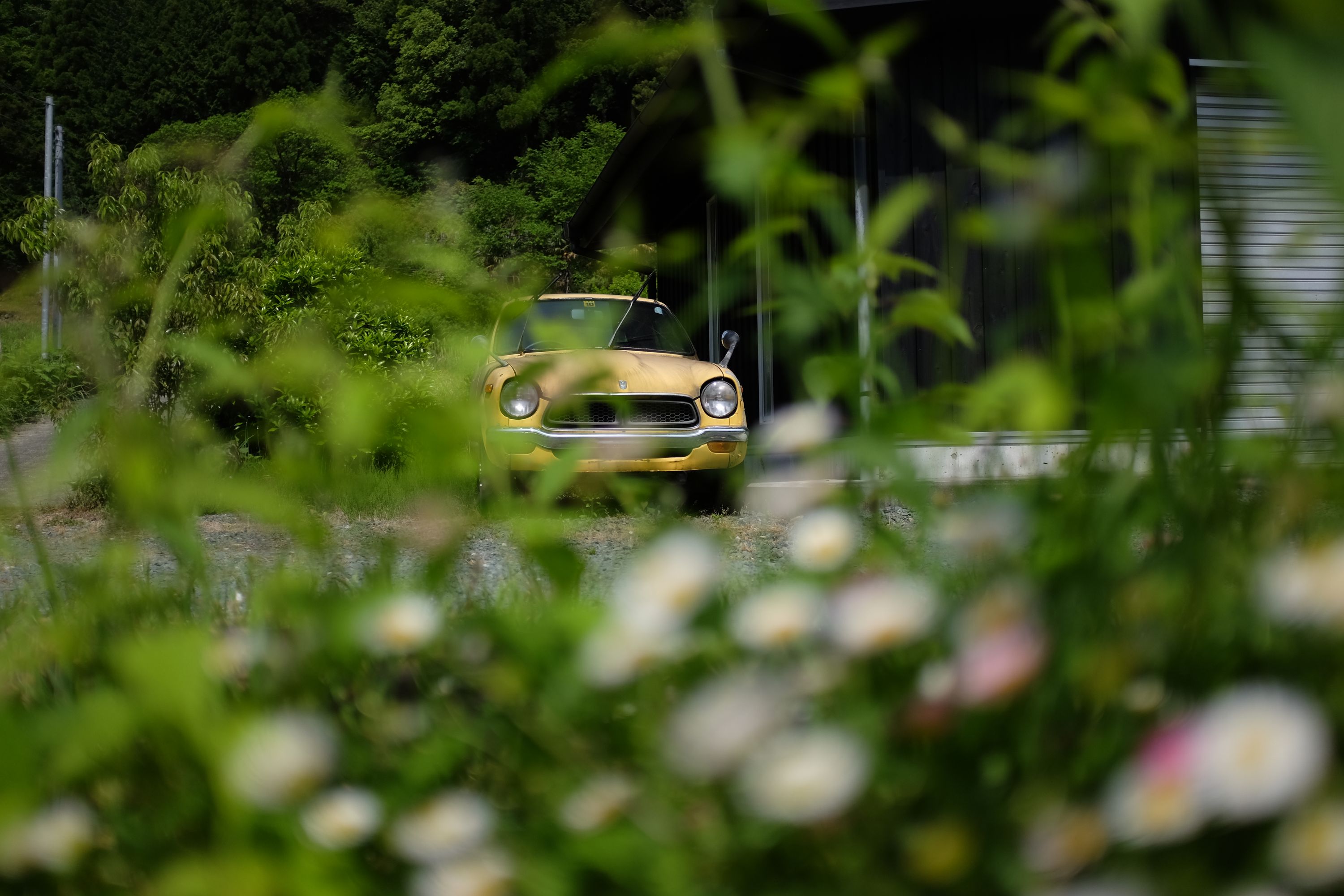 A tiny yellow Honda N600 hatchback from the 1960s in the background, photographed through a cluster of weeds.