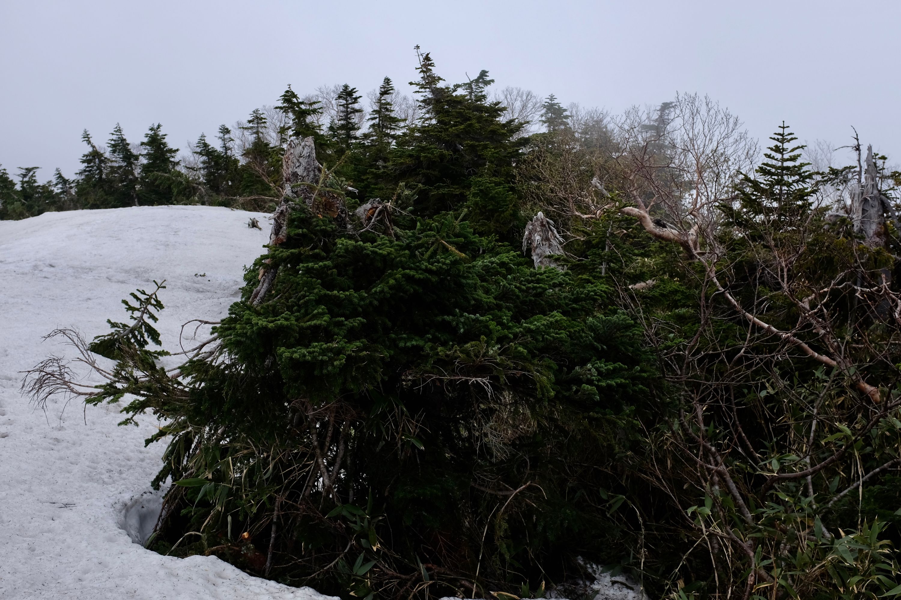 A gloomy pine forest by a snowfield under a cloudy sky.