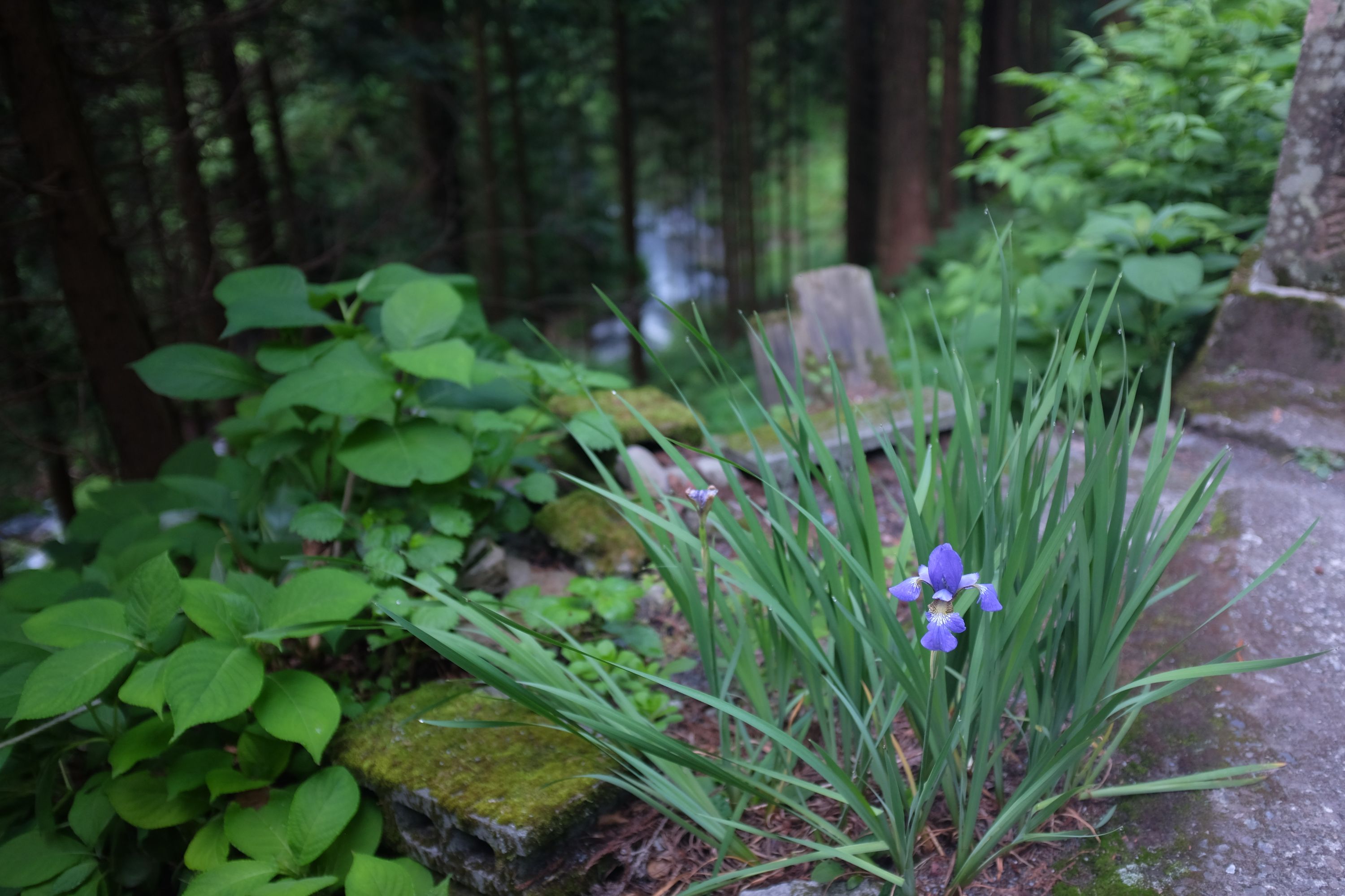 Closeup of a blue violet.