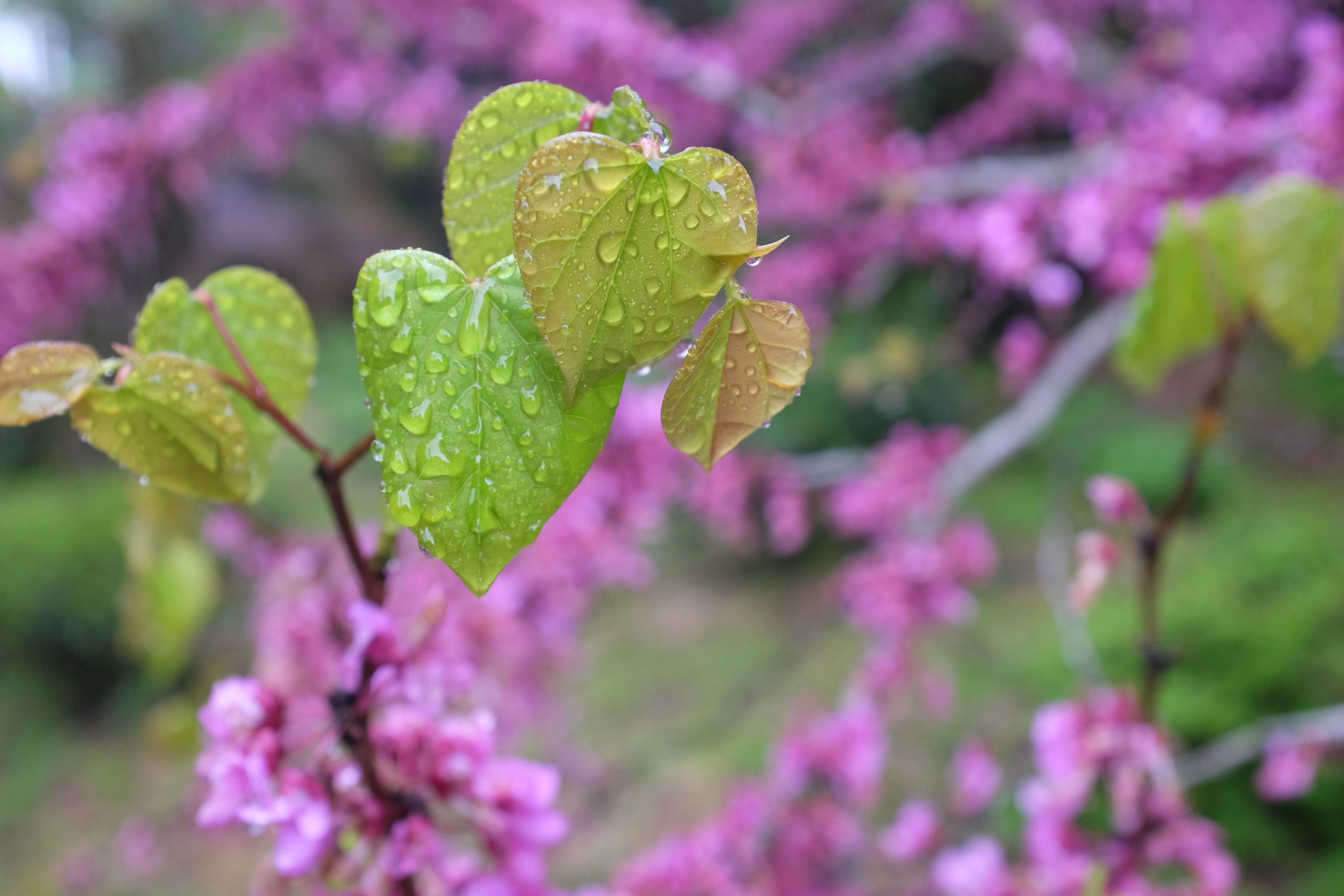 The fresh leaves of a wisteria plant covered with drops of rain.