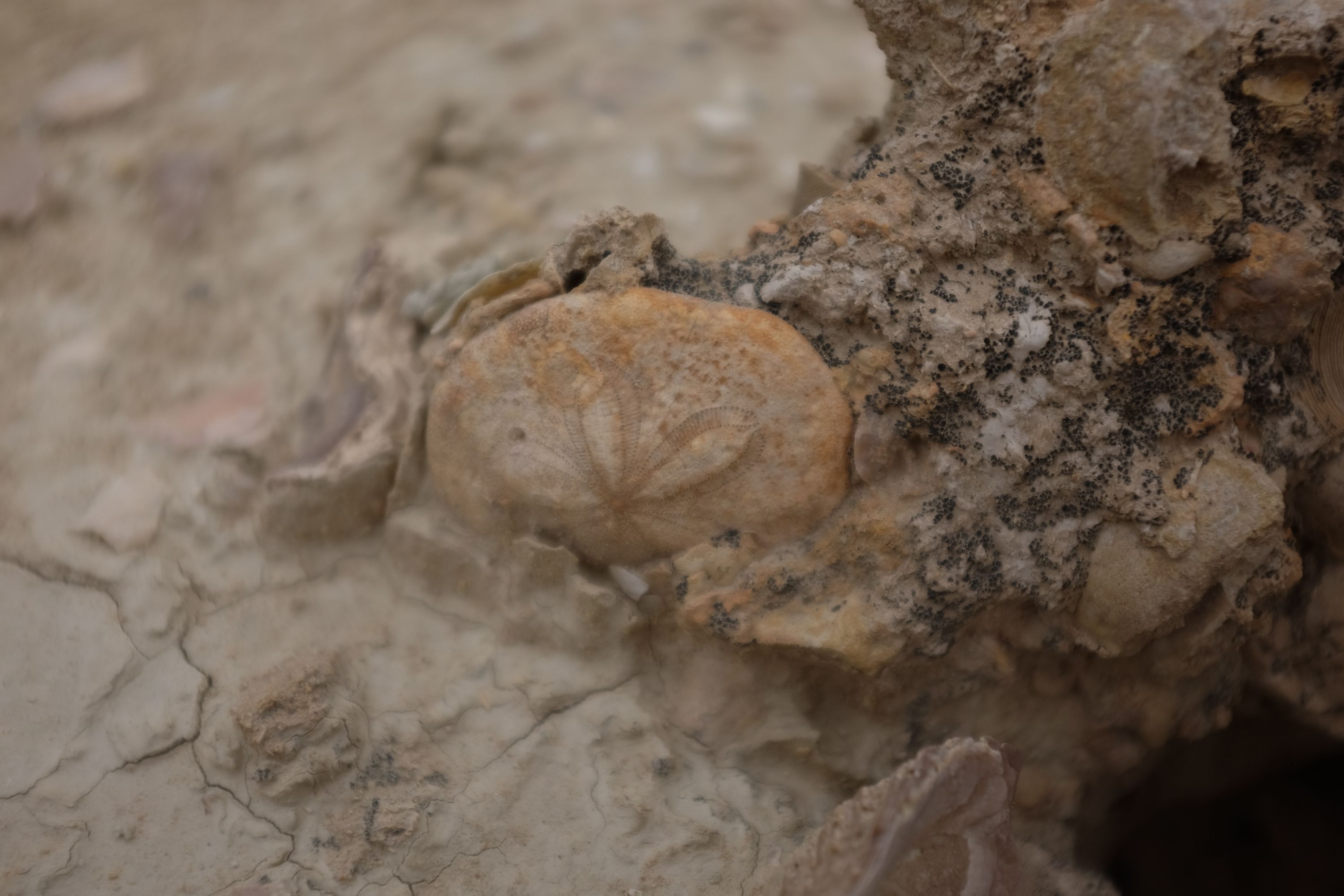 Closeup of a sand dollar.