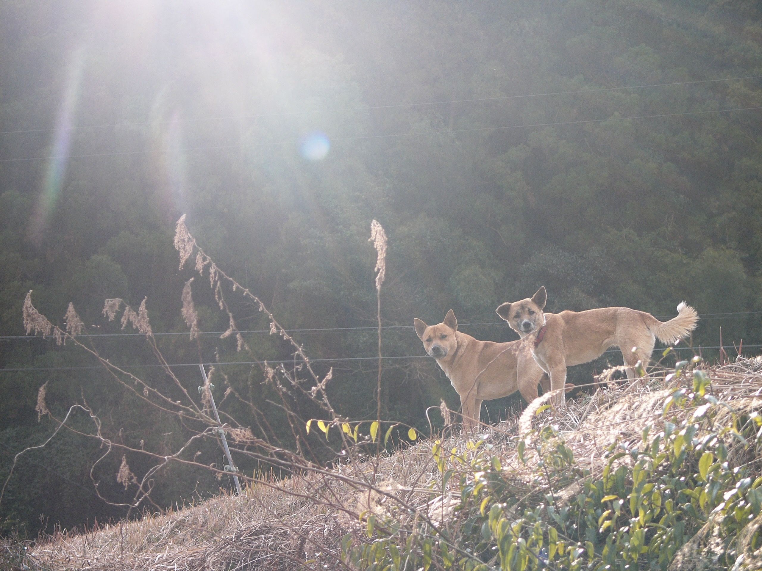 Two menacing-looking Shikoku dogs look into the camera from the land they guard.