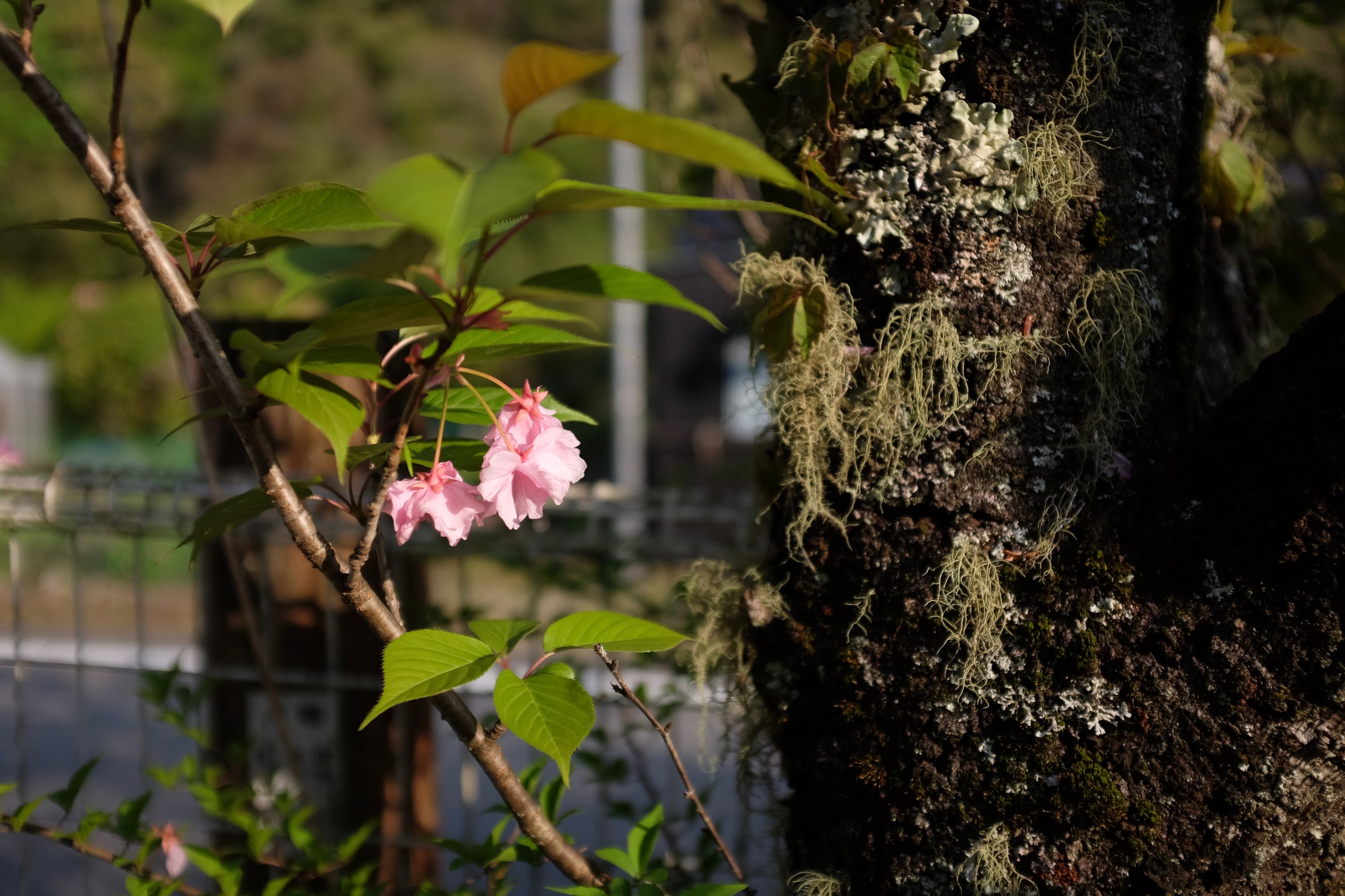 The blossoms of a flowering cherry tree whose trunk is covered thickly with lichen.