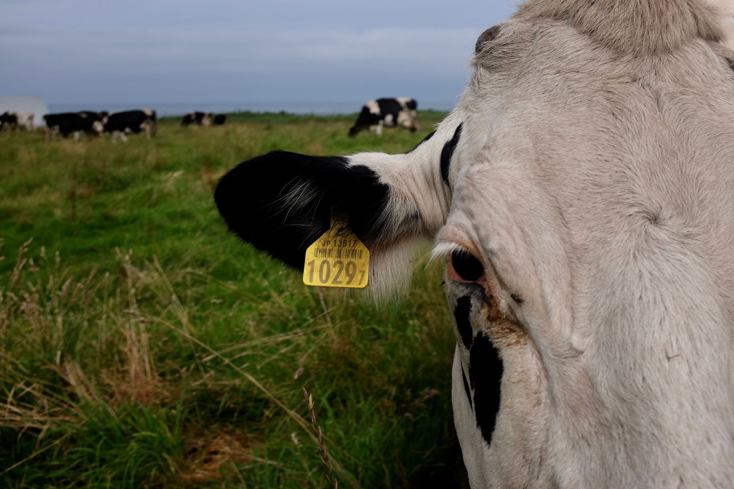 A white cow looks even more into the camera.