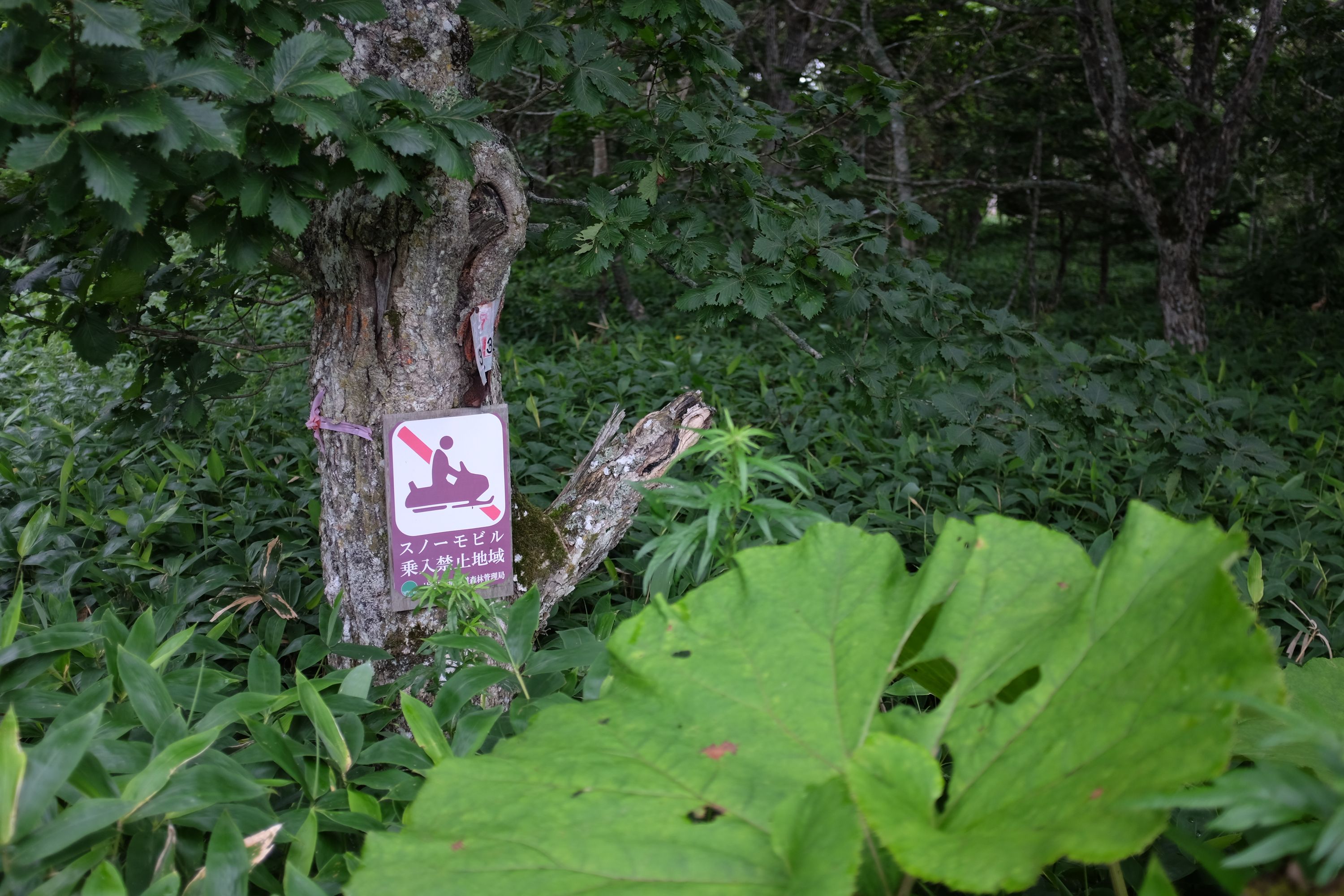 A sign warning against snowmobile use in a thick undergrowth entirely unsuitable for using a snowmobile.