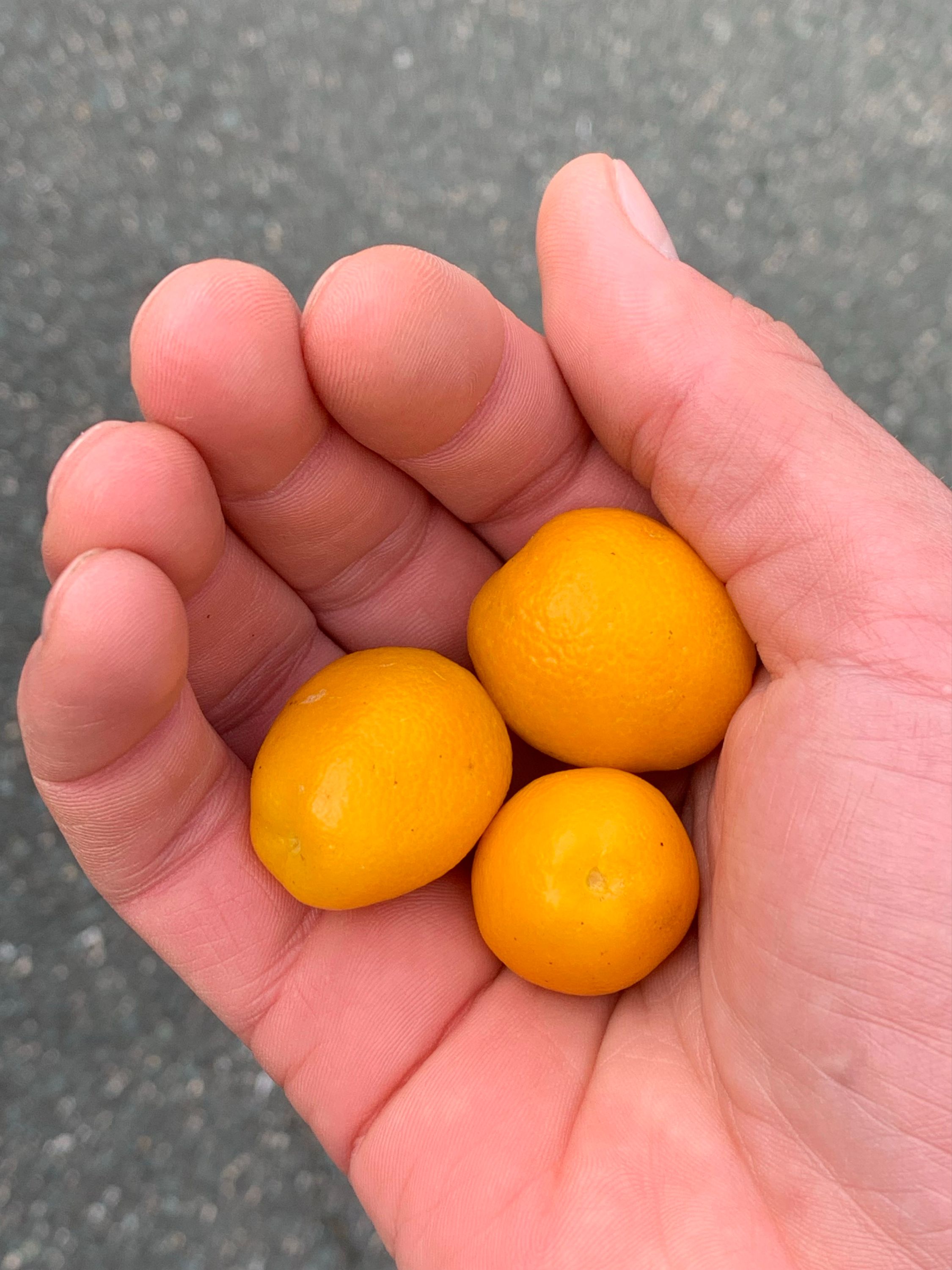 A right hand, without gloves, holds three kumquats.
