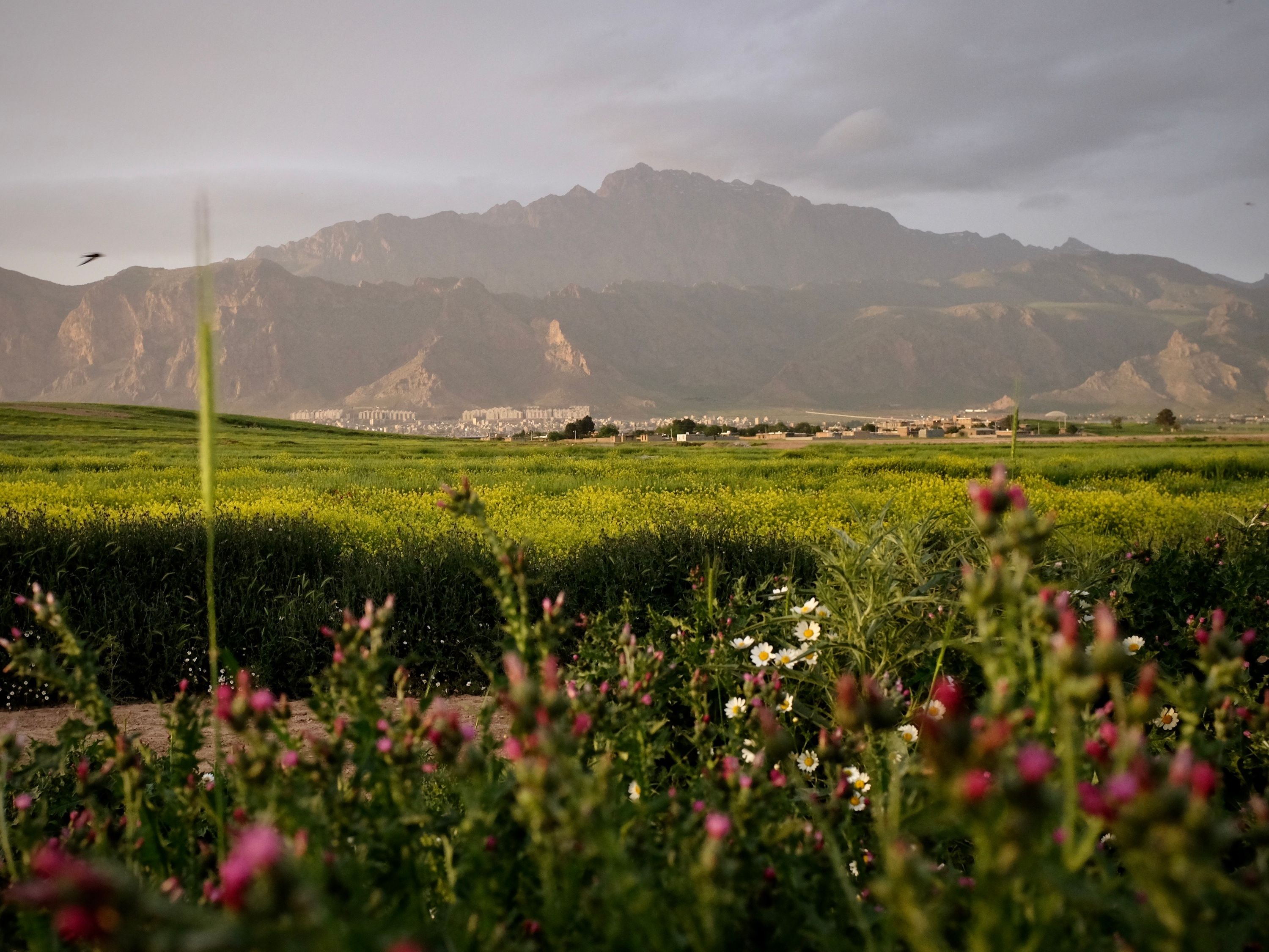 A high, rocky mountain fills the horizon behind green fields and wildflowers in spectacular, glowing evening light.