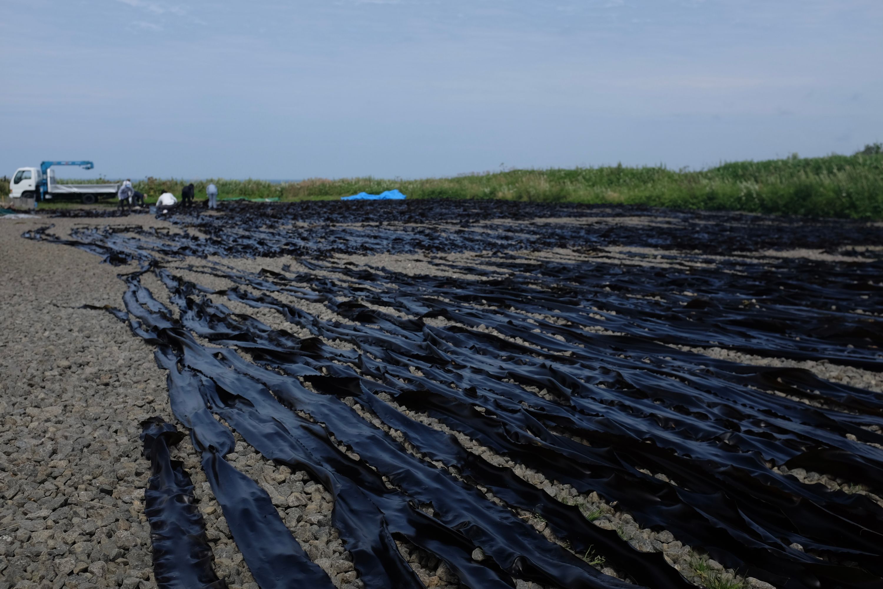 Kelp dries on the ground.