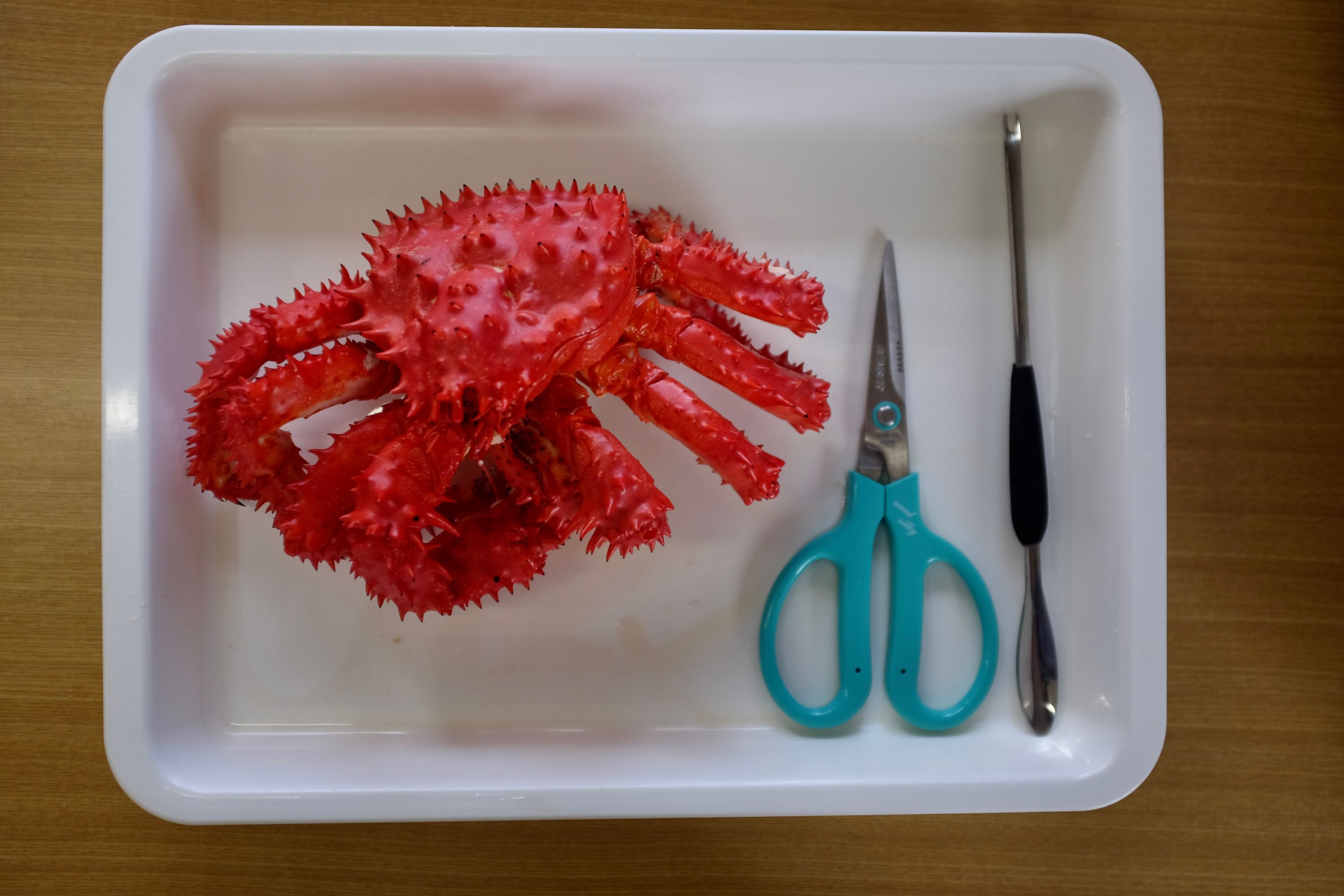 The same crab, now cooked and served on a white plastic plate with a pair of green-blue scissors.