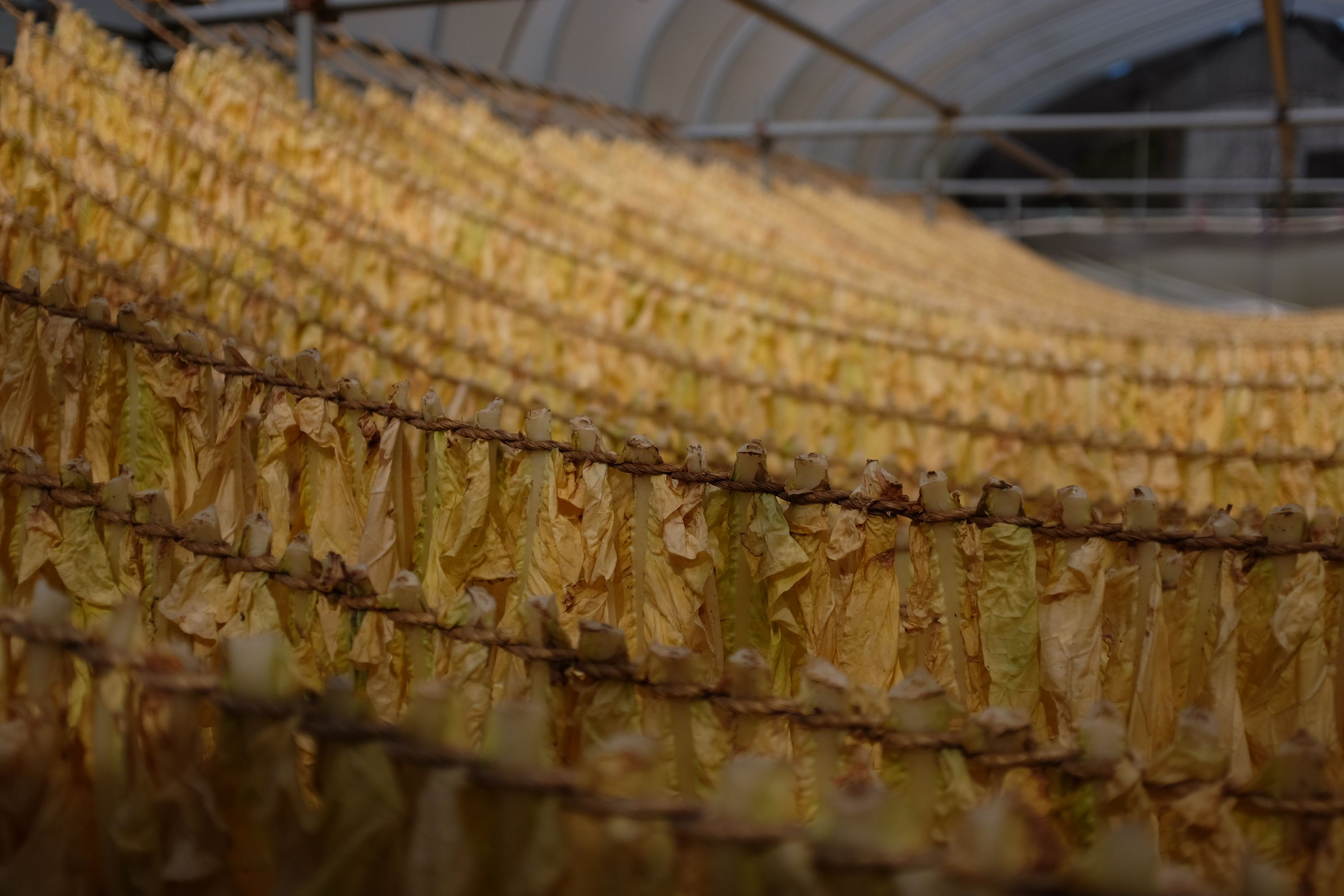 Rows of brown tobacco leaves drying in a shed.