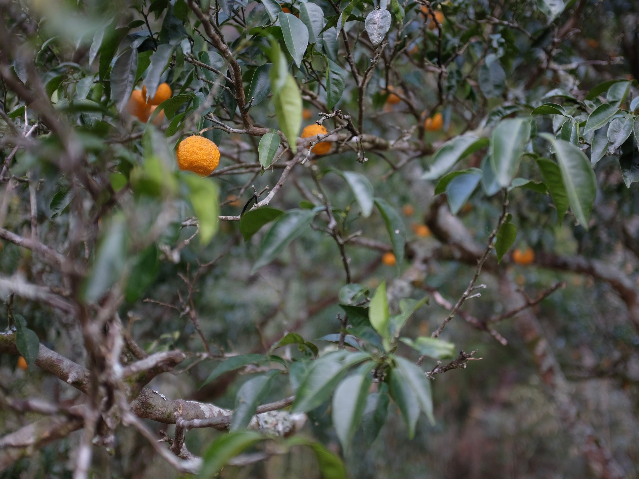 Sudachi citruses, a specialty of this area, grow on a tree.