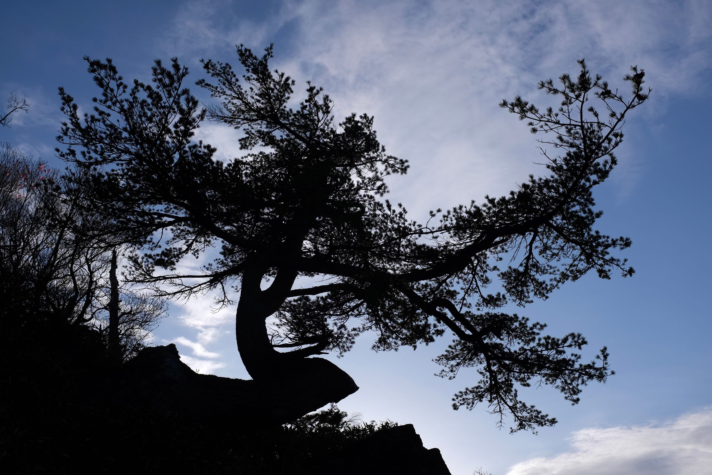 Looking up at a small gnarly tree growing out of a rock.