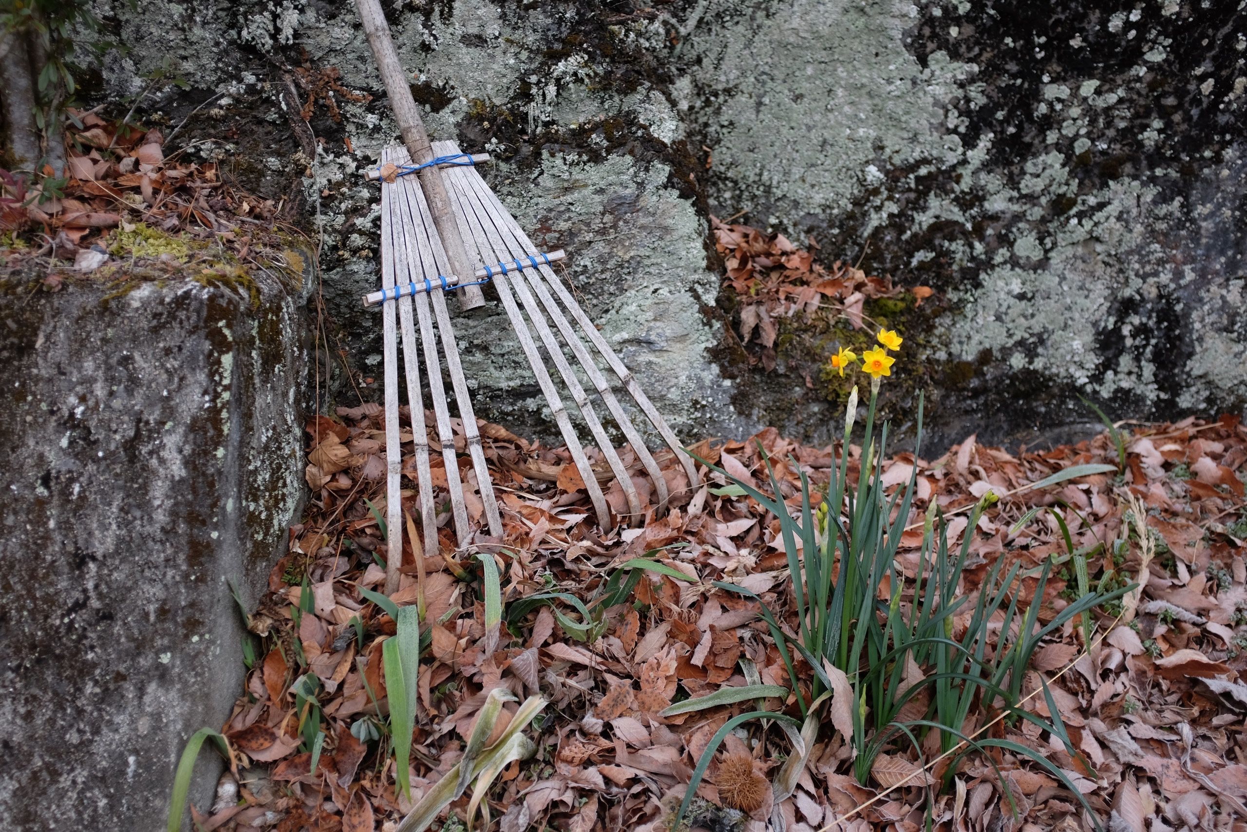 A winter narcissus blooms by a bamboo rake.