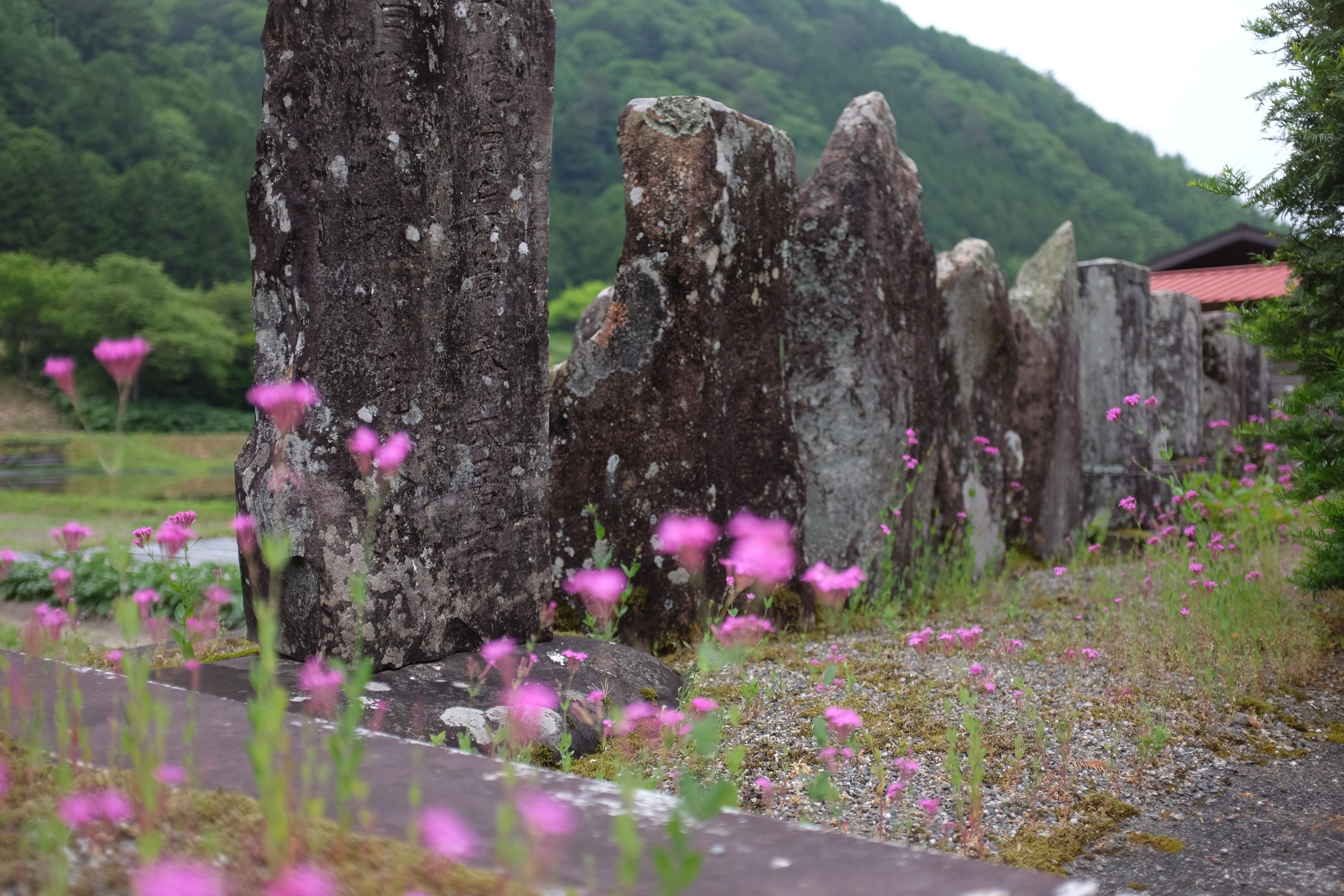 Lichen-covered medieval road markers flanked by pink flowers.
