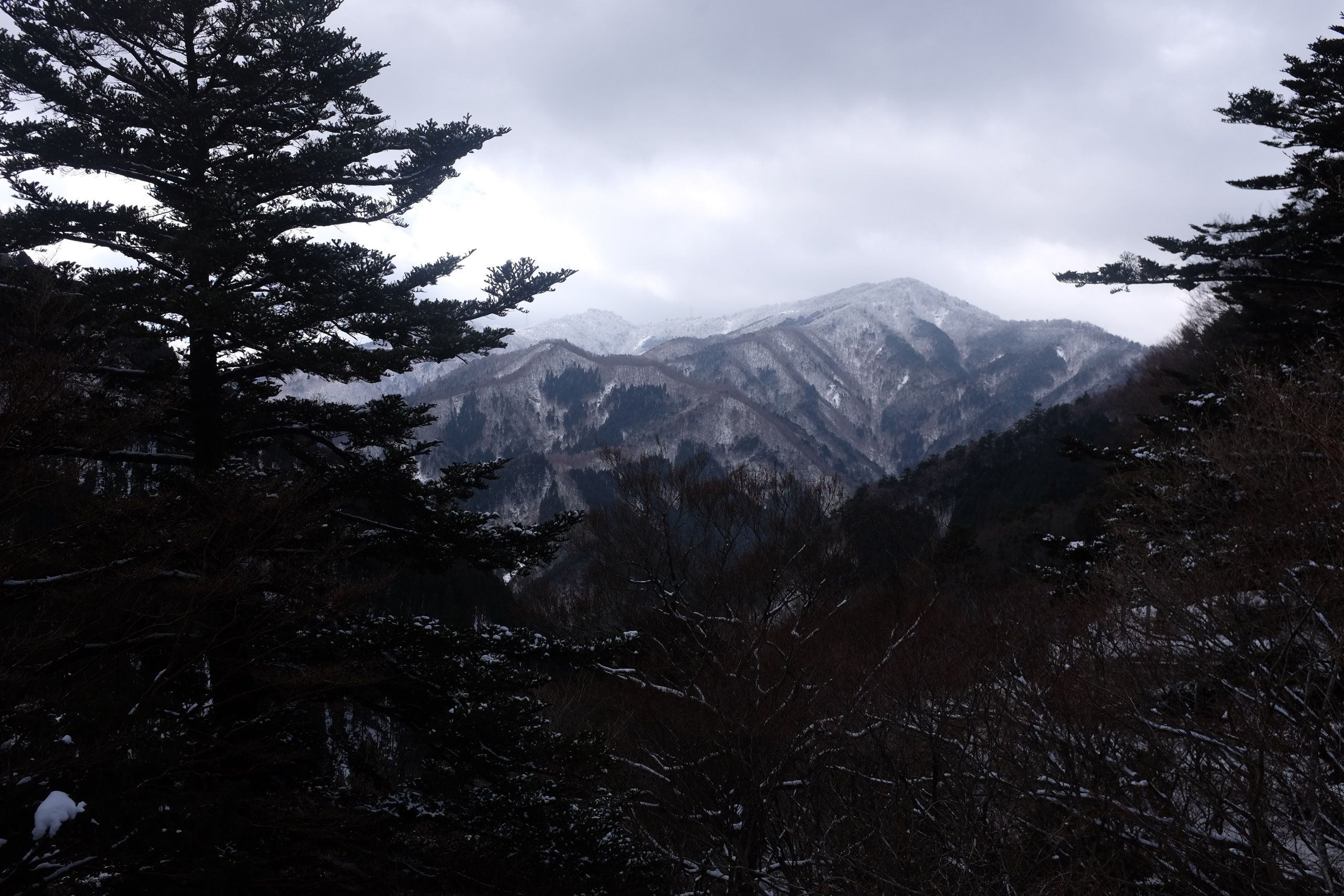 Panorama of a winter mountain scenery, with a tall, forested and snow-covered mountain on the horizon.