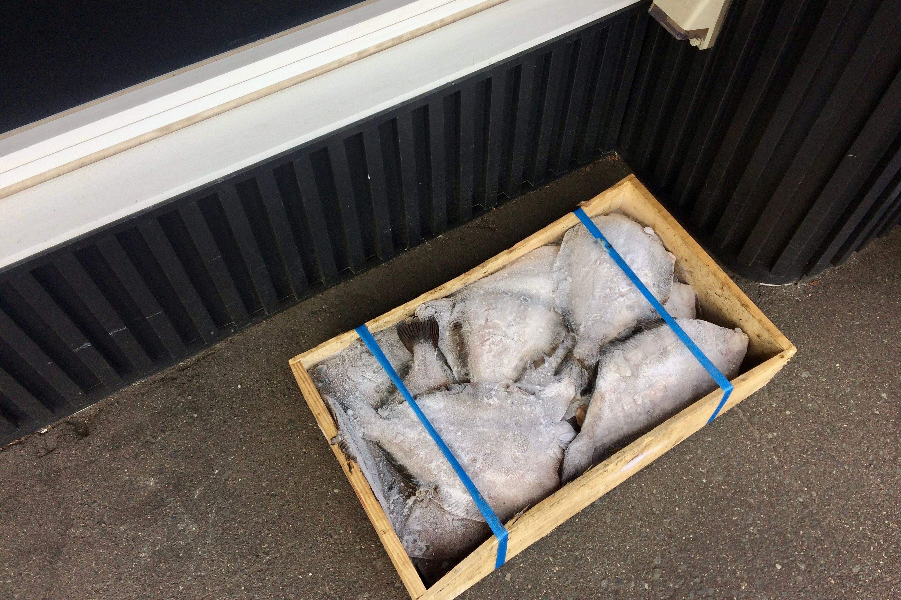 Frozen flatfish in a wooden crate.