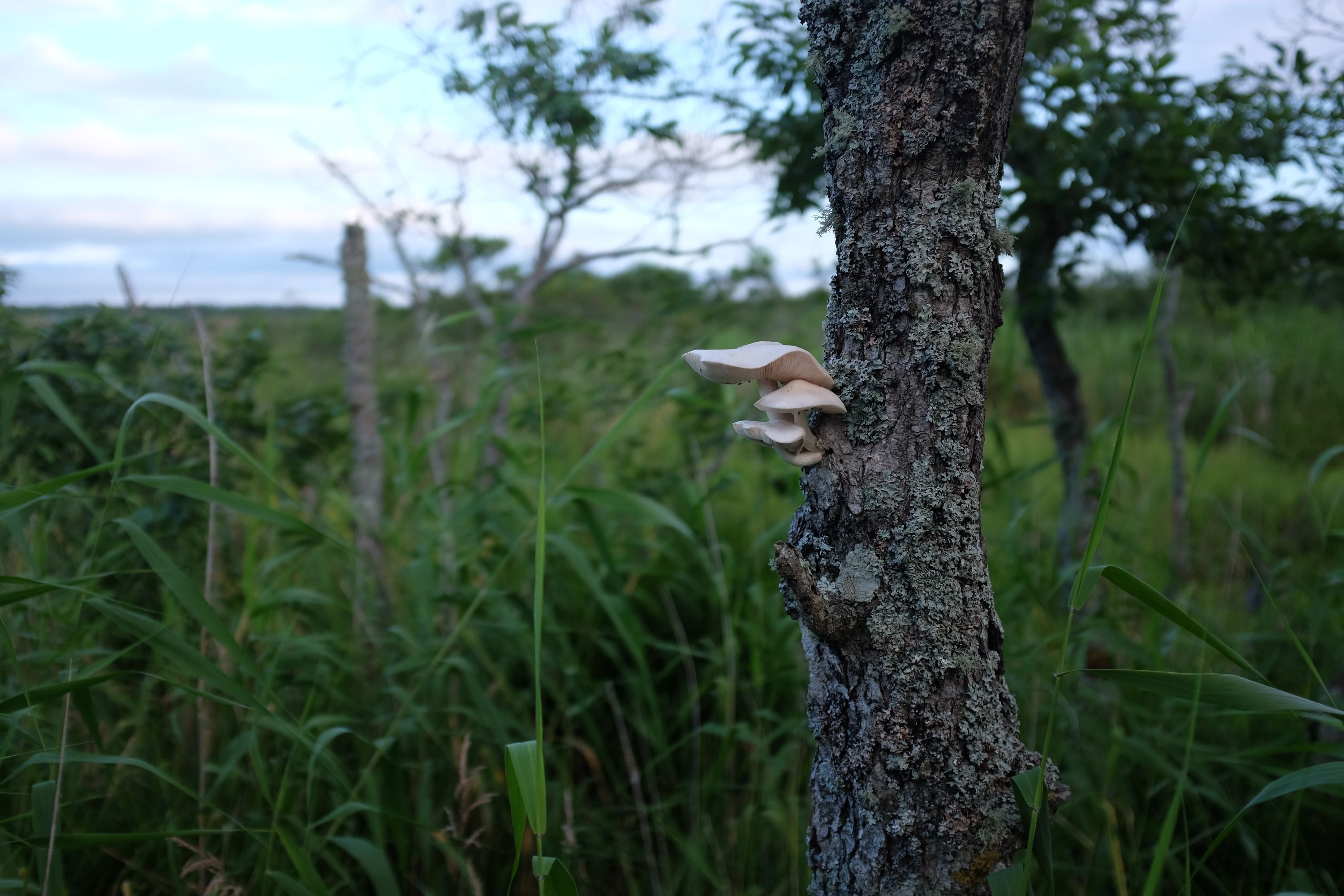 Fungi and lichen grow on an old tree trunk still standing.