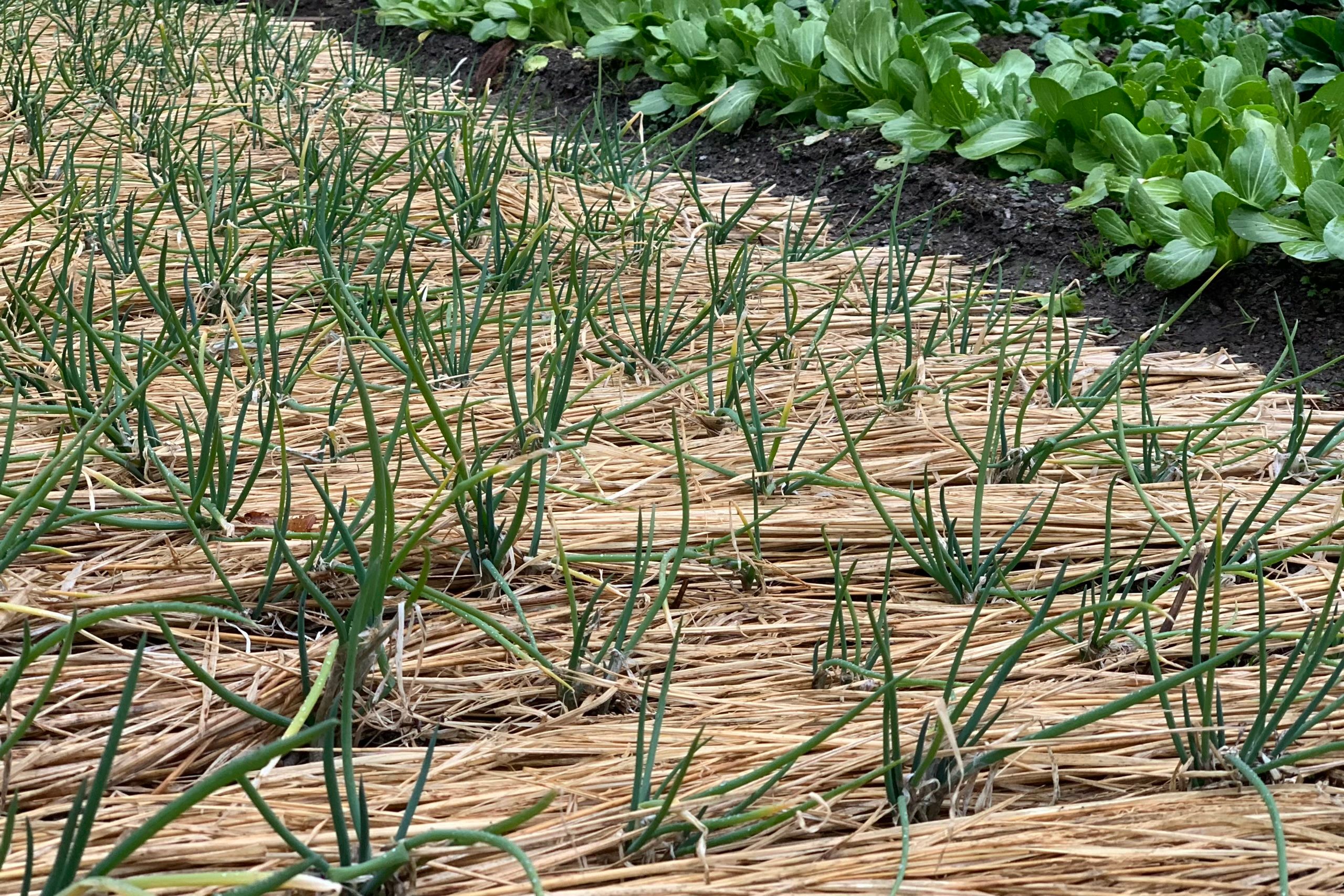 A garden of spring onions growing from a bed of straw.