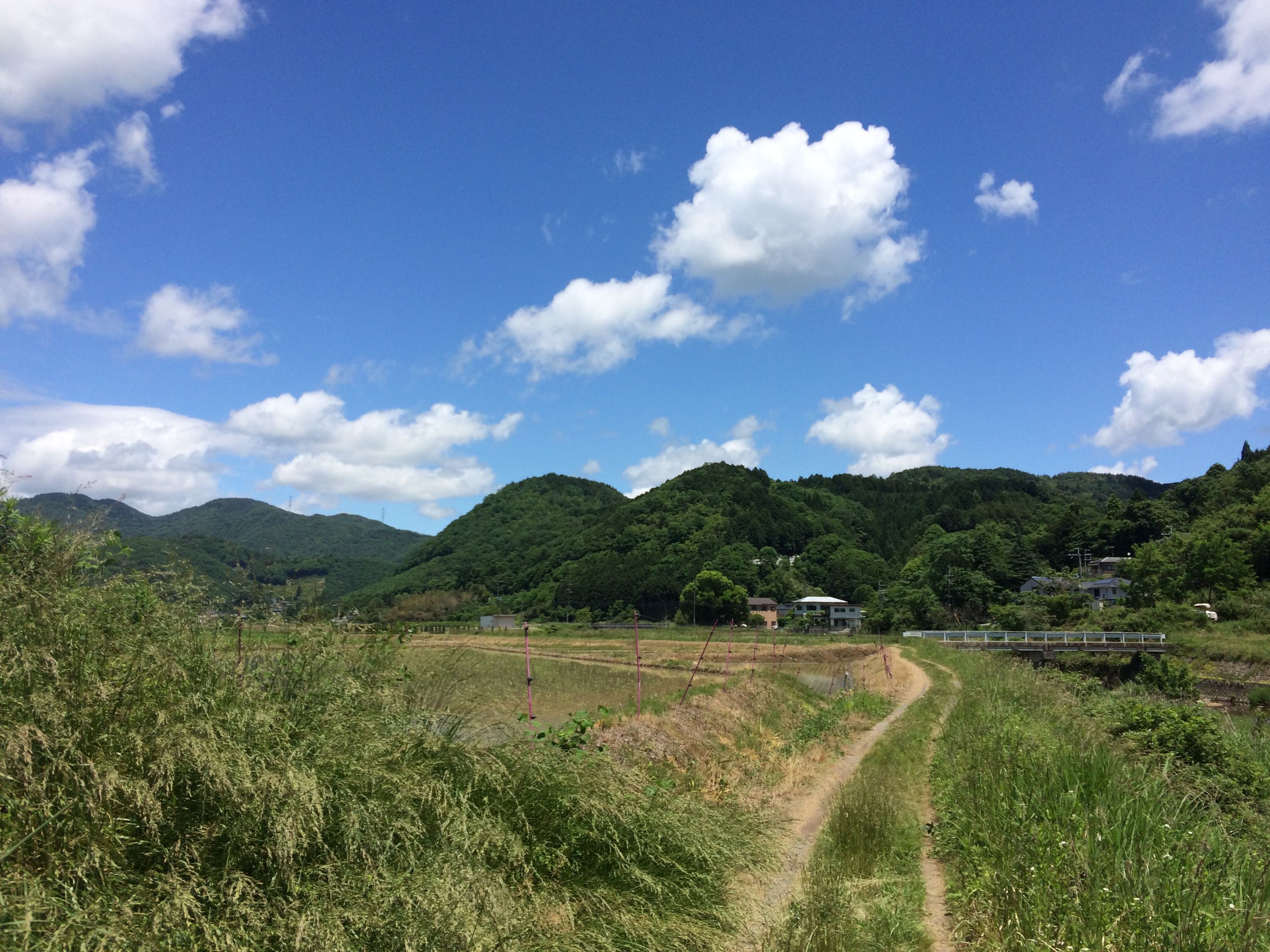 A dirt road snakes between summer fields under a blue sky with big white clouds; there are small wooded hills in the distance.