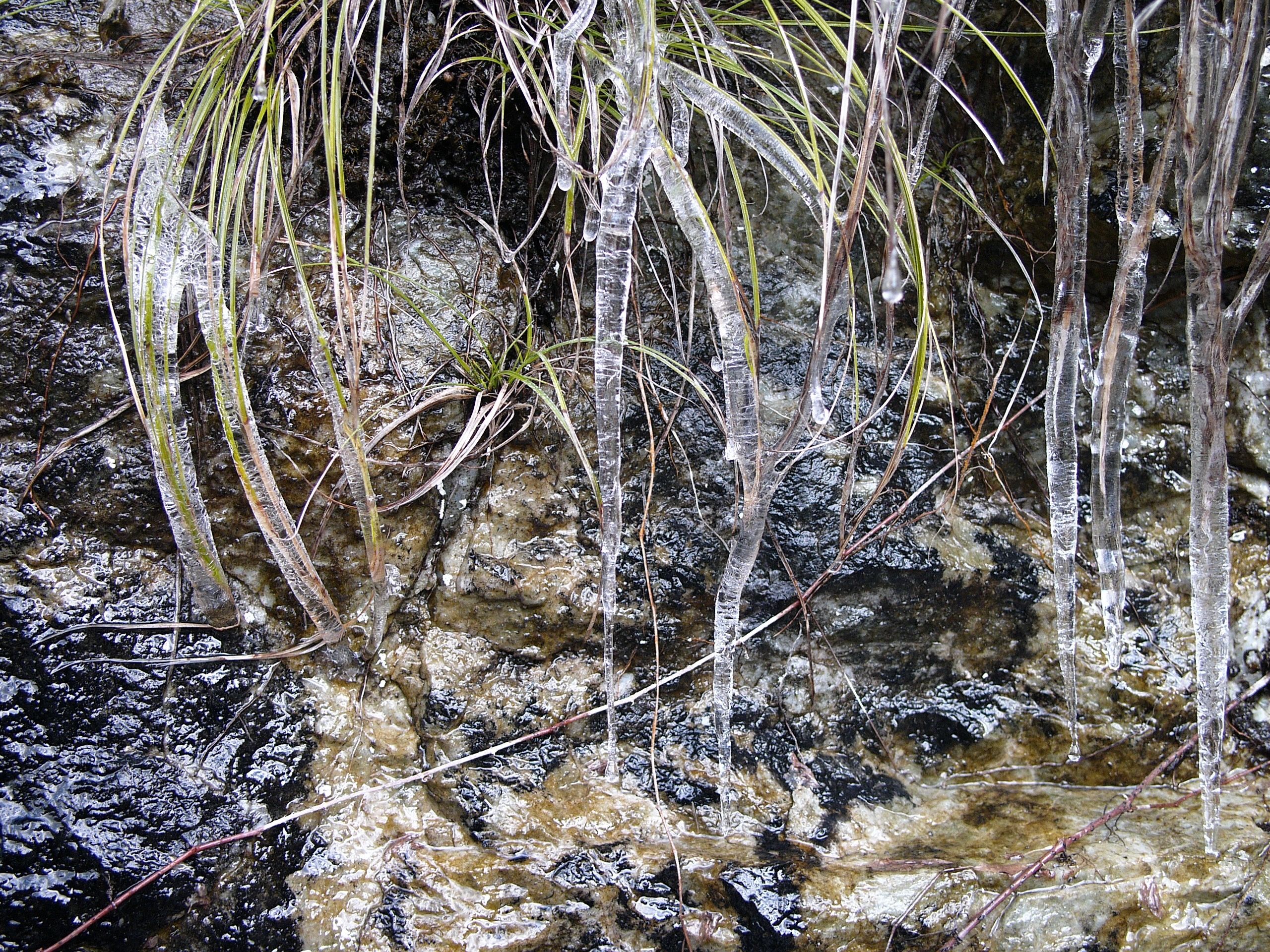 Icicles drop from blades of grass.