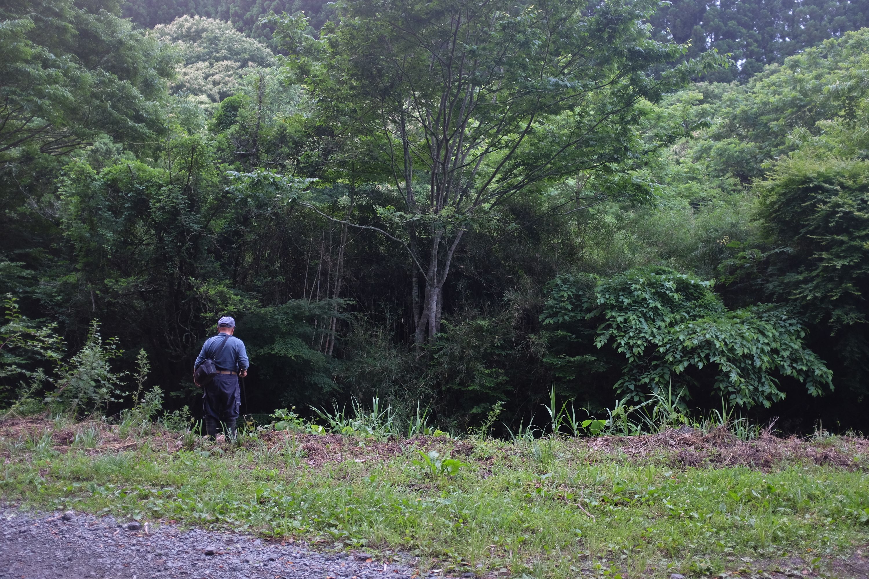 A man fishing by a stream in the forest.