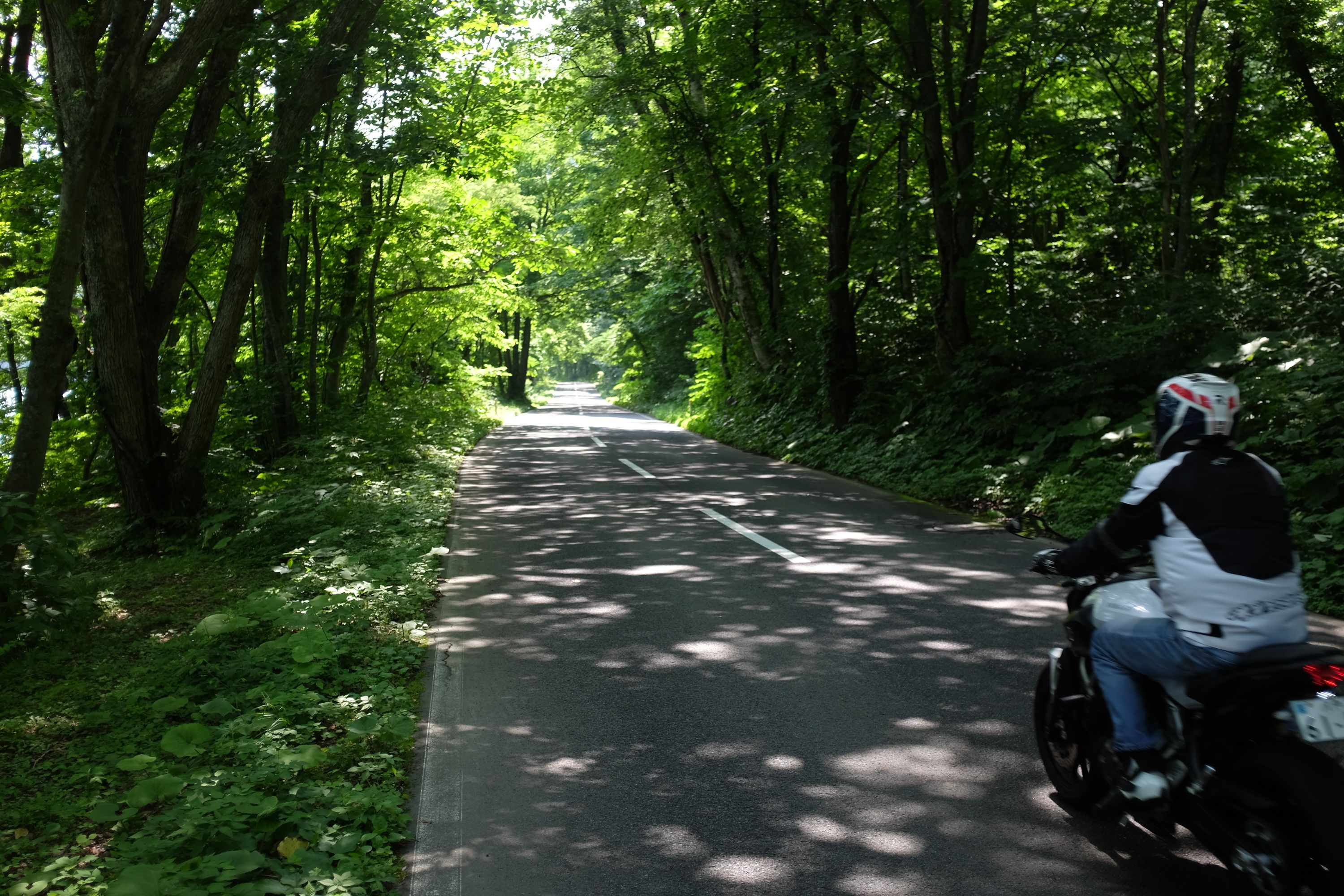 A motorcyclist rides down a tree-shaded road.