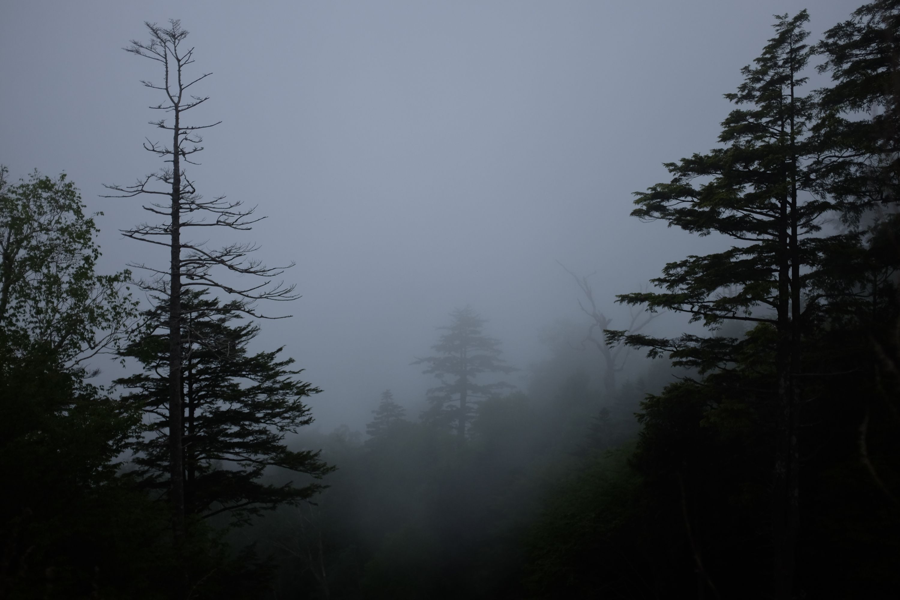 Trees peek through the thick fog.