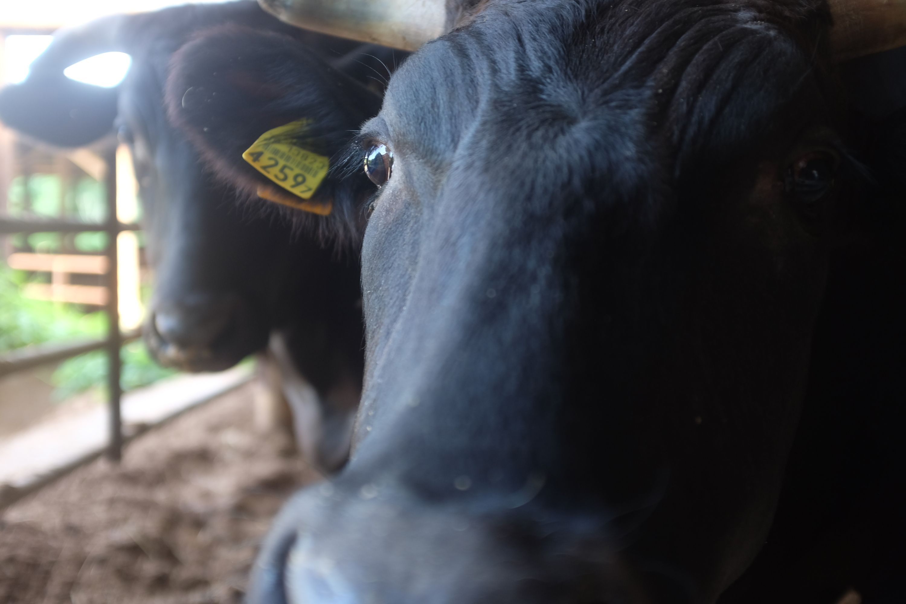 Closeup of two Japanese wagyu cattle.